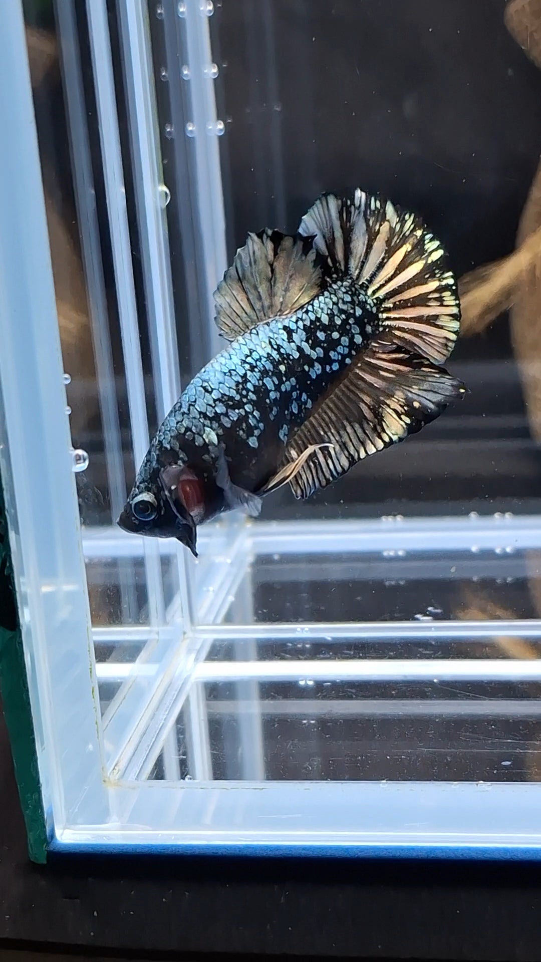 Gold Copper Nebula Avatar Plakat HMPK Betta Fish Male