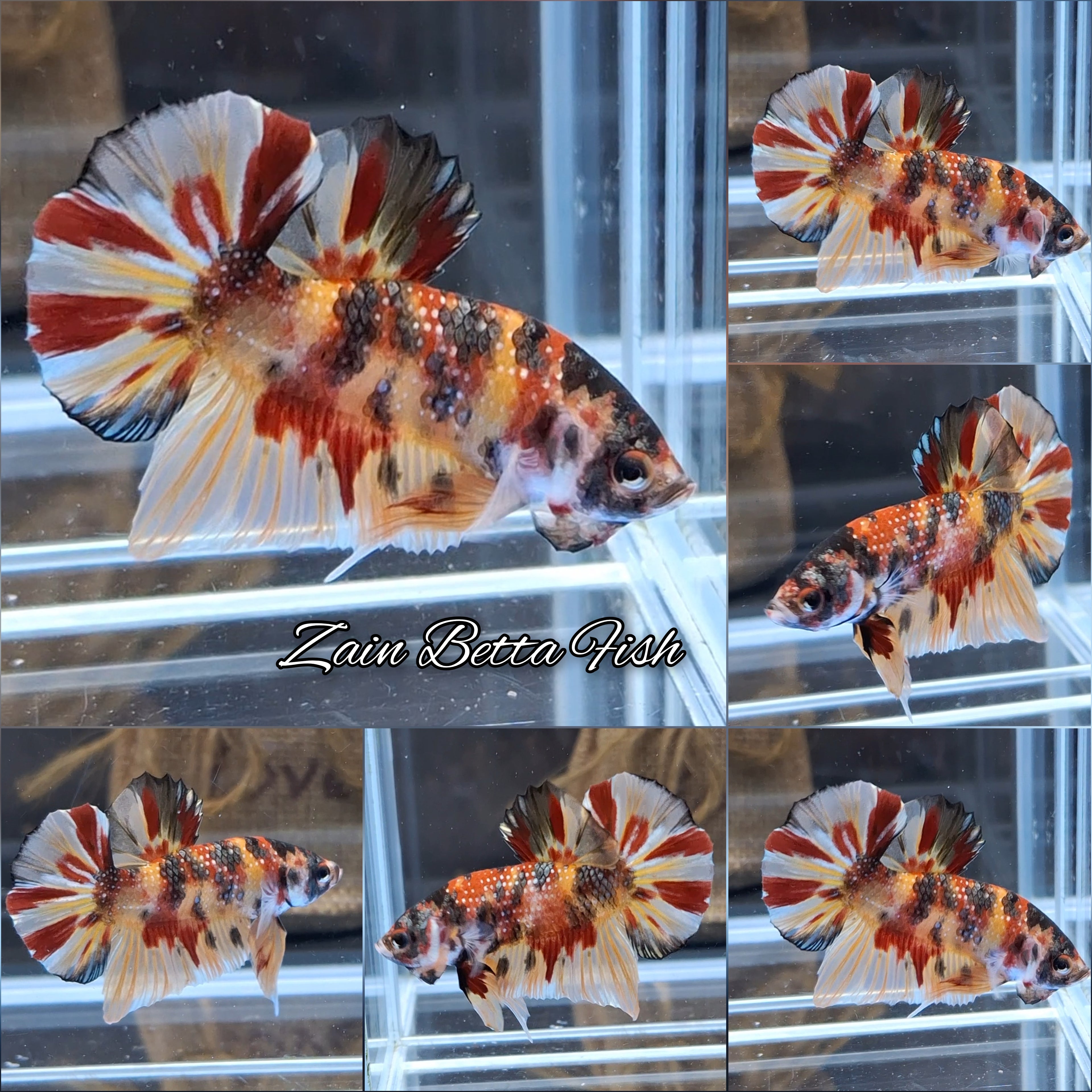 Candy Koi Copper Variant HMPK Betta Fish Male