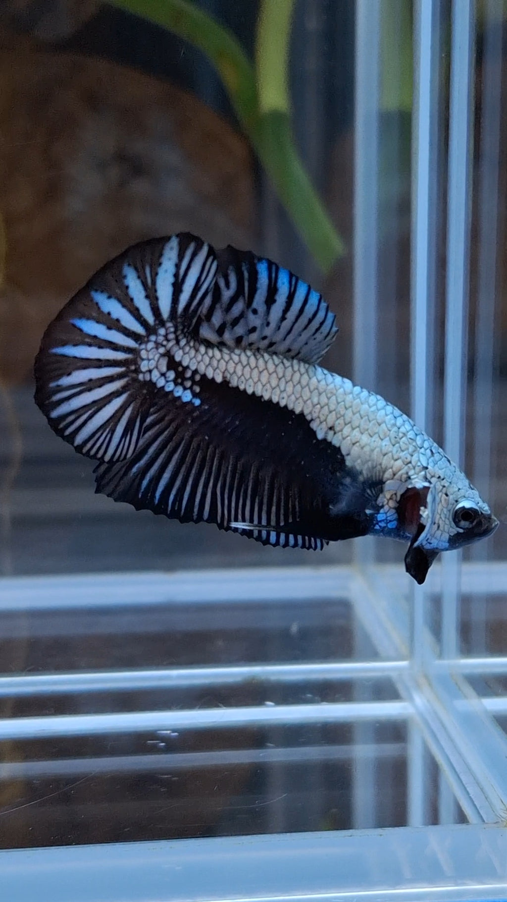 Samurai Plakat HMPK Betta Fish Male
