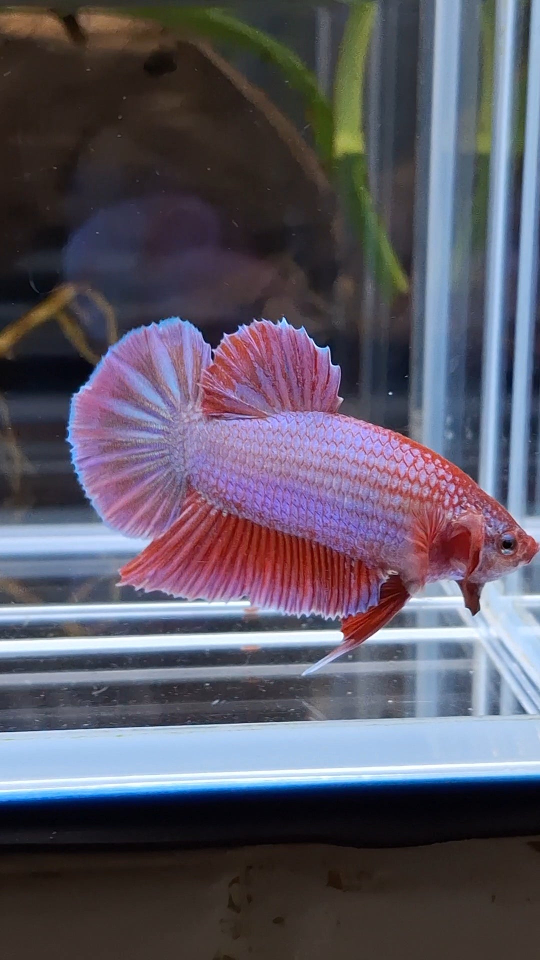 Purple Pink Aurora Rare Plakat HMPK Betta Fish Male