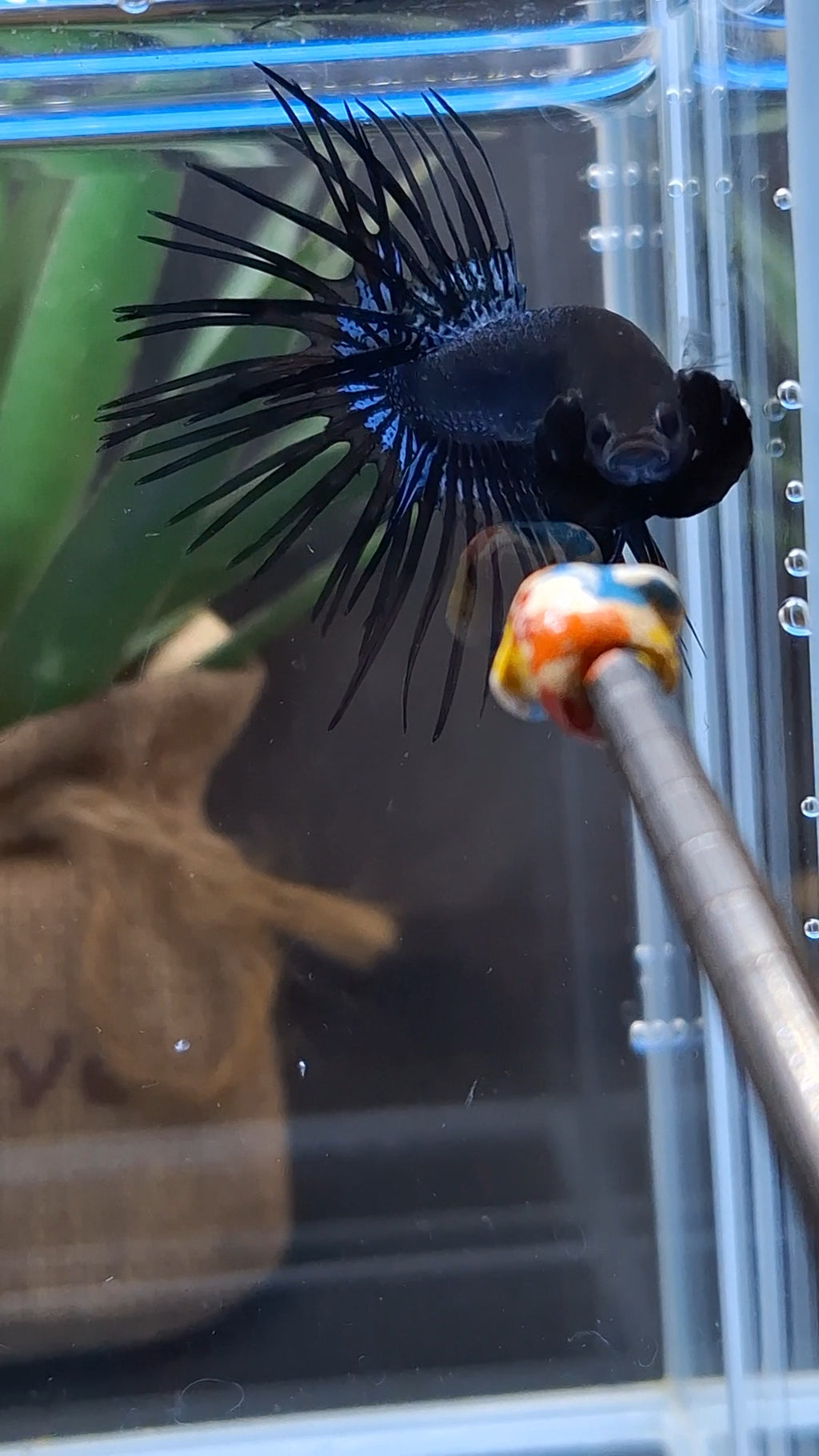 Crowntail Black Orchid Betta Fish Male