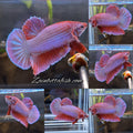 Purple Pink Aurora Rare Plakat HMPK Betta Fish Male