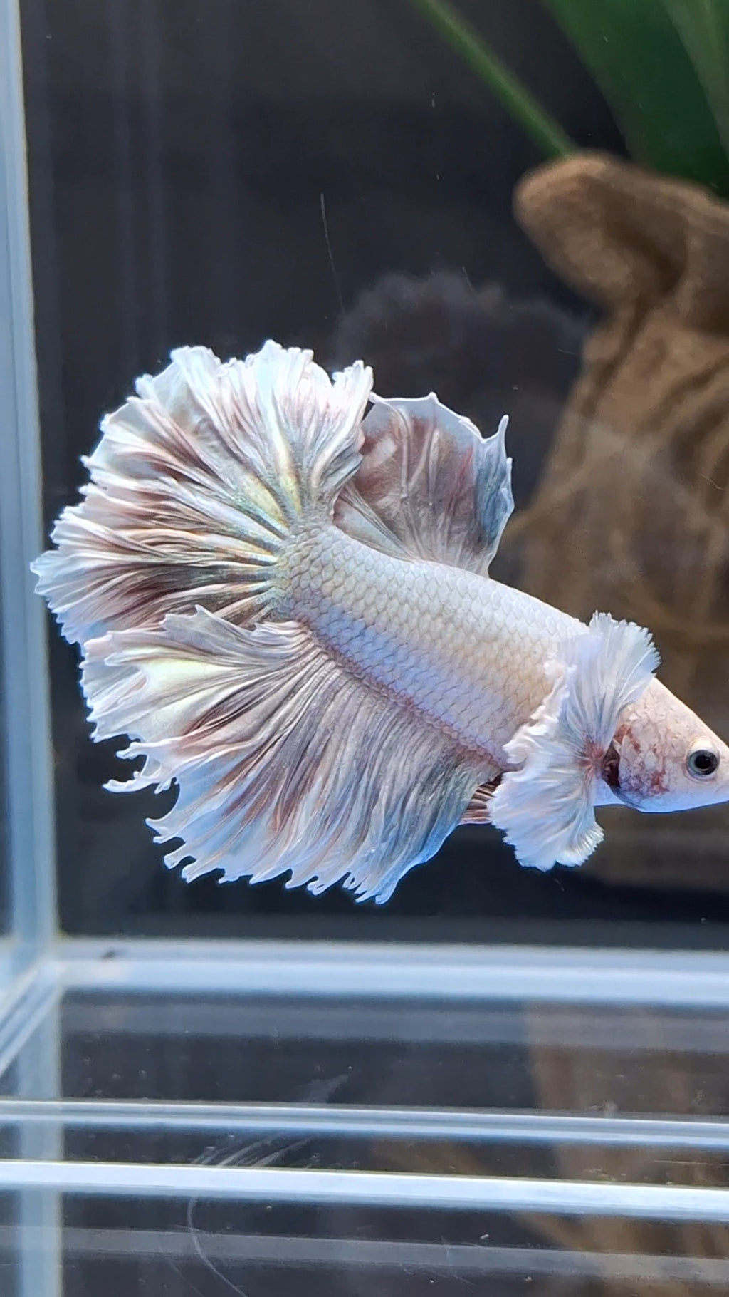Halfmoon King Feathertail Dumbo Ear Dragon Rose Gold Aurora Rare Betta Fish Male