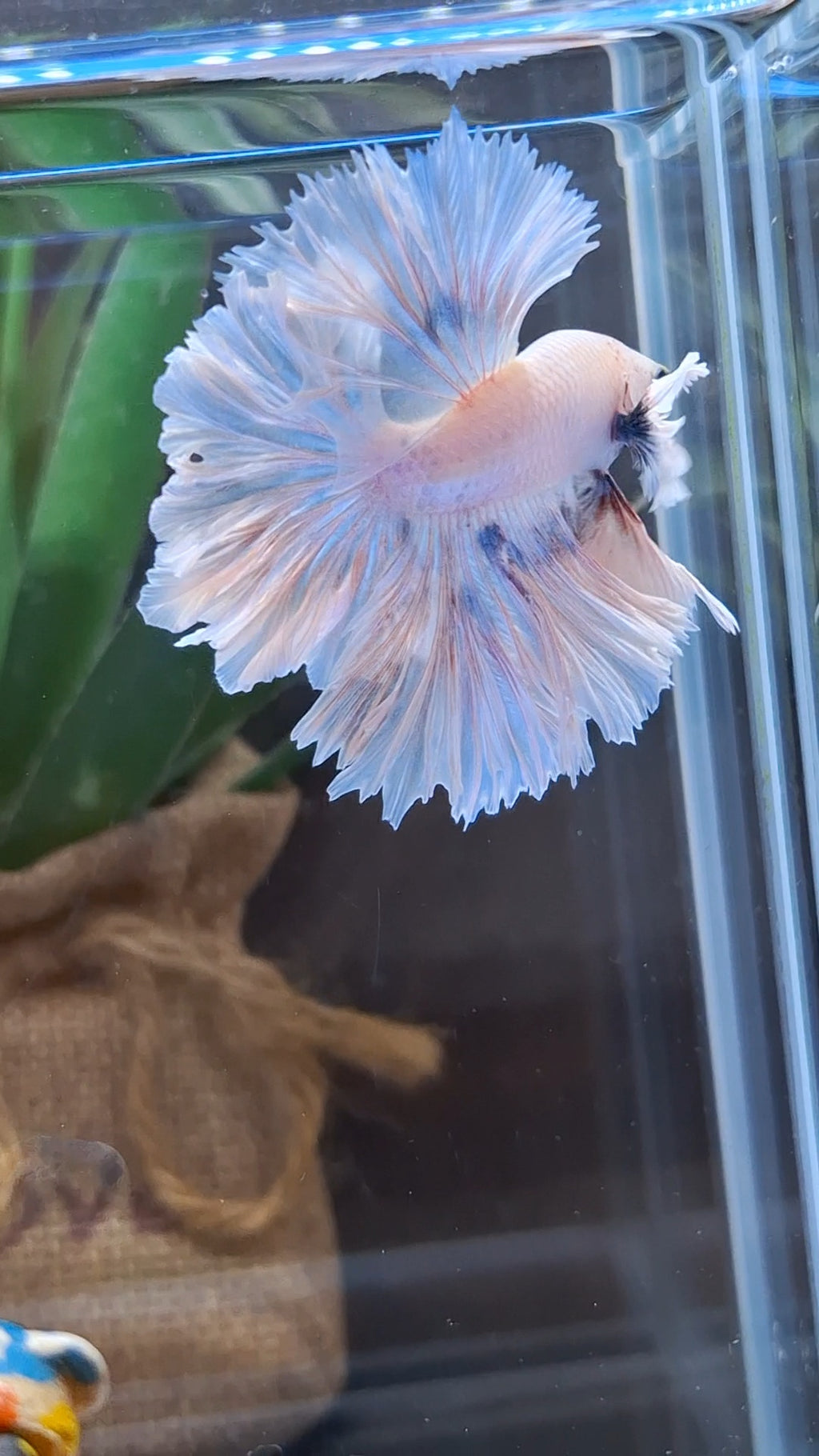 King Feathertail Dumbo Ear Sky Hawk Rare Betta Fish Male
