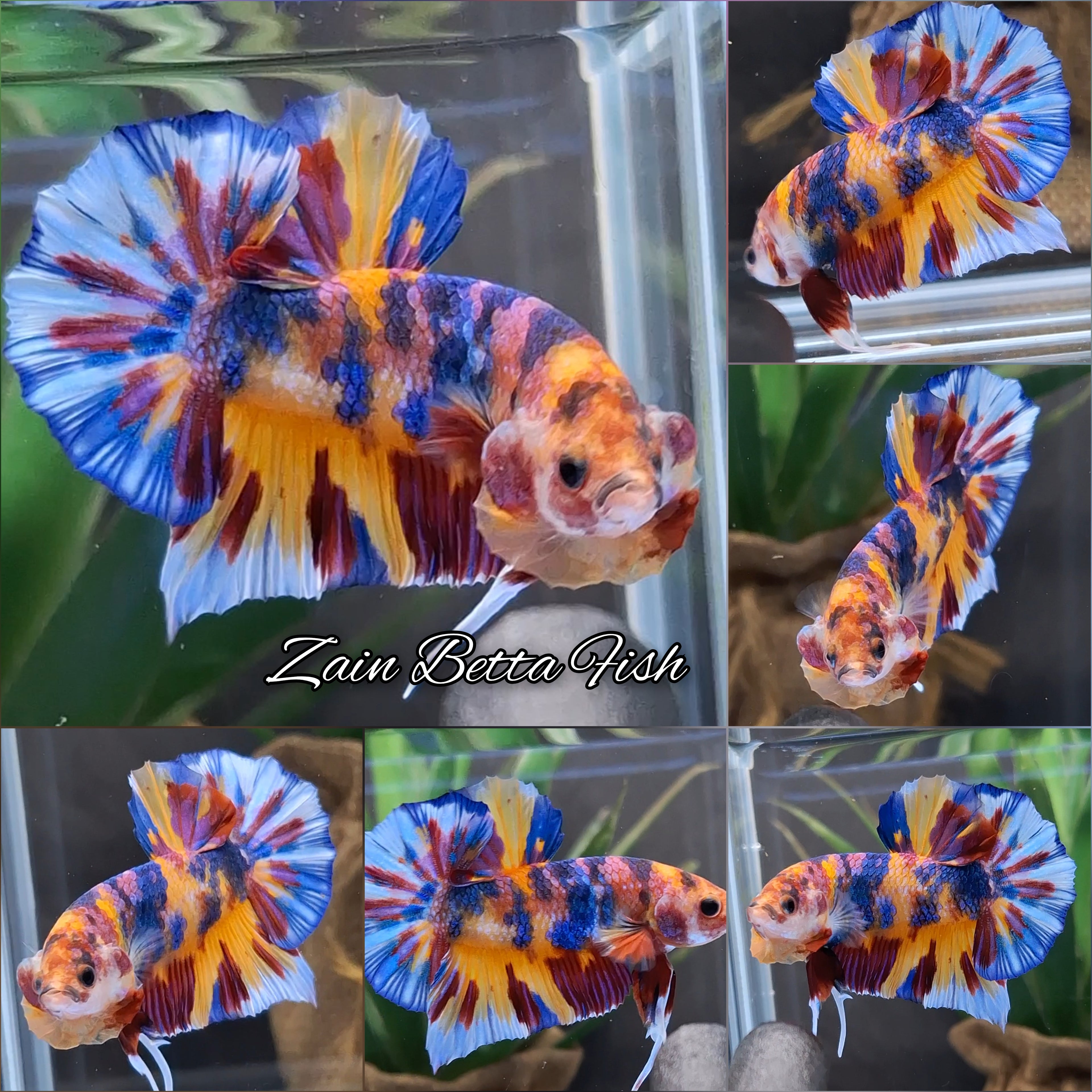 Multicolor Metalic Strong Color HMPK Betta Fish Male