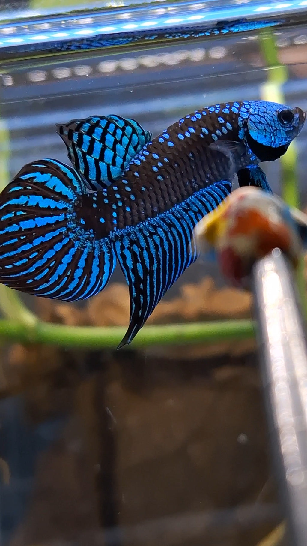 Alien Wild Betta Samurai Green Spadetail Rare Betta Fish Male