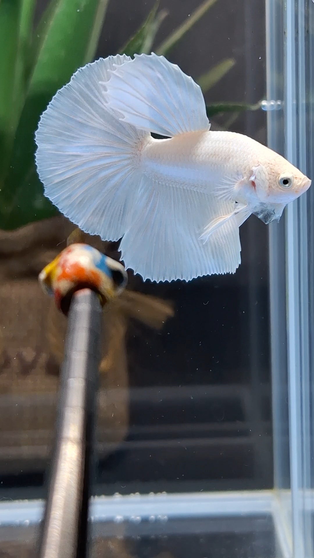 Halfmoon White Platinum Betta Fish Male