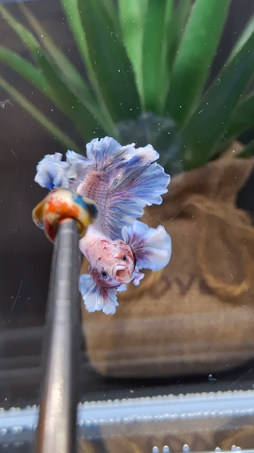 Junior King Feathertail Dumbo Ear Grizzle Purple Wash Betta Fish Male