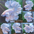 King Feathertail Dumbo Ear Sky Hawk Rare Betta Fish Male