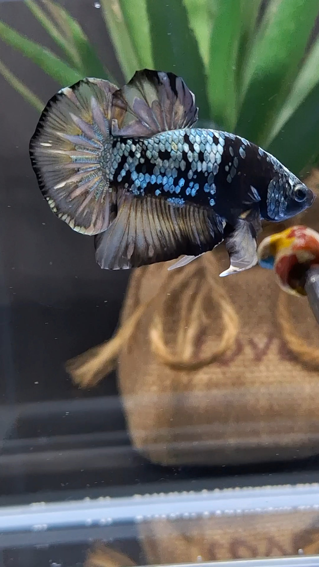 Black Star Galaxy Yellow Copper Gold Avatar Plakat HMPK Betta Fish Male