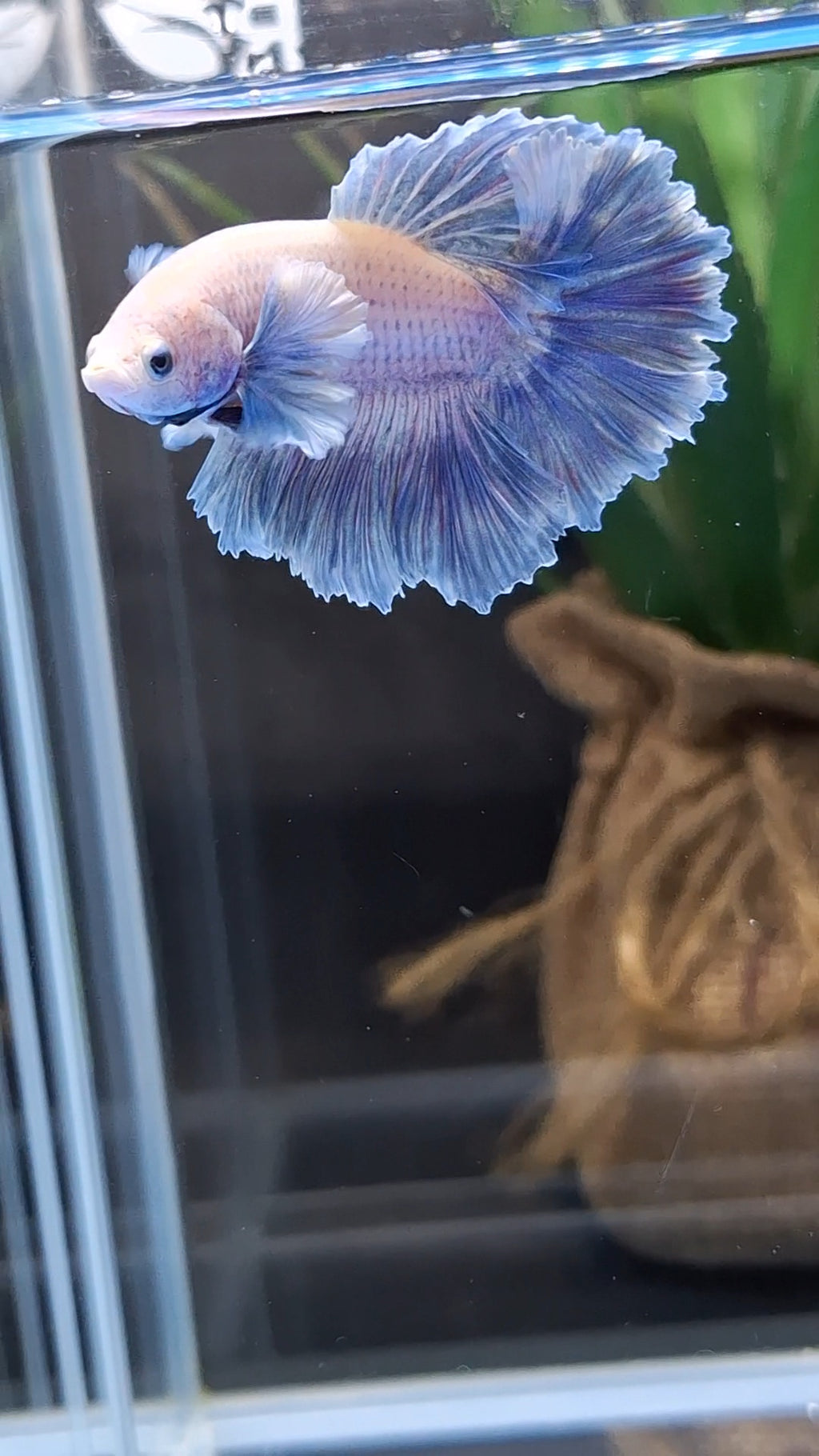 King Feathertail Rose Dumbo Ear Grizzle Betta Fish Male