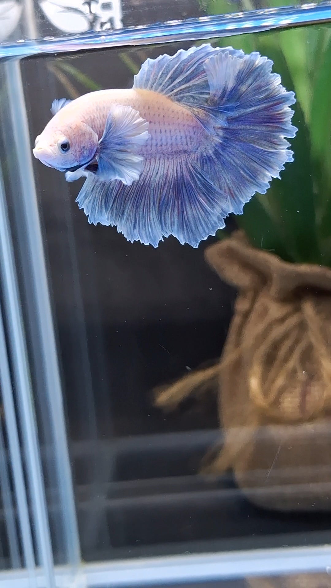 King Feathertail Rose Dumbo Ear Grizzle Betta Fish Male