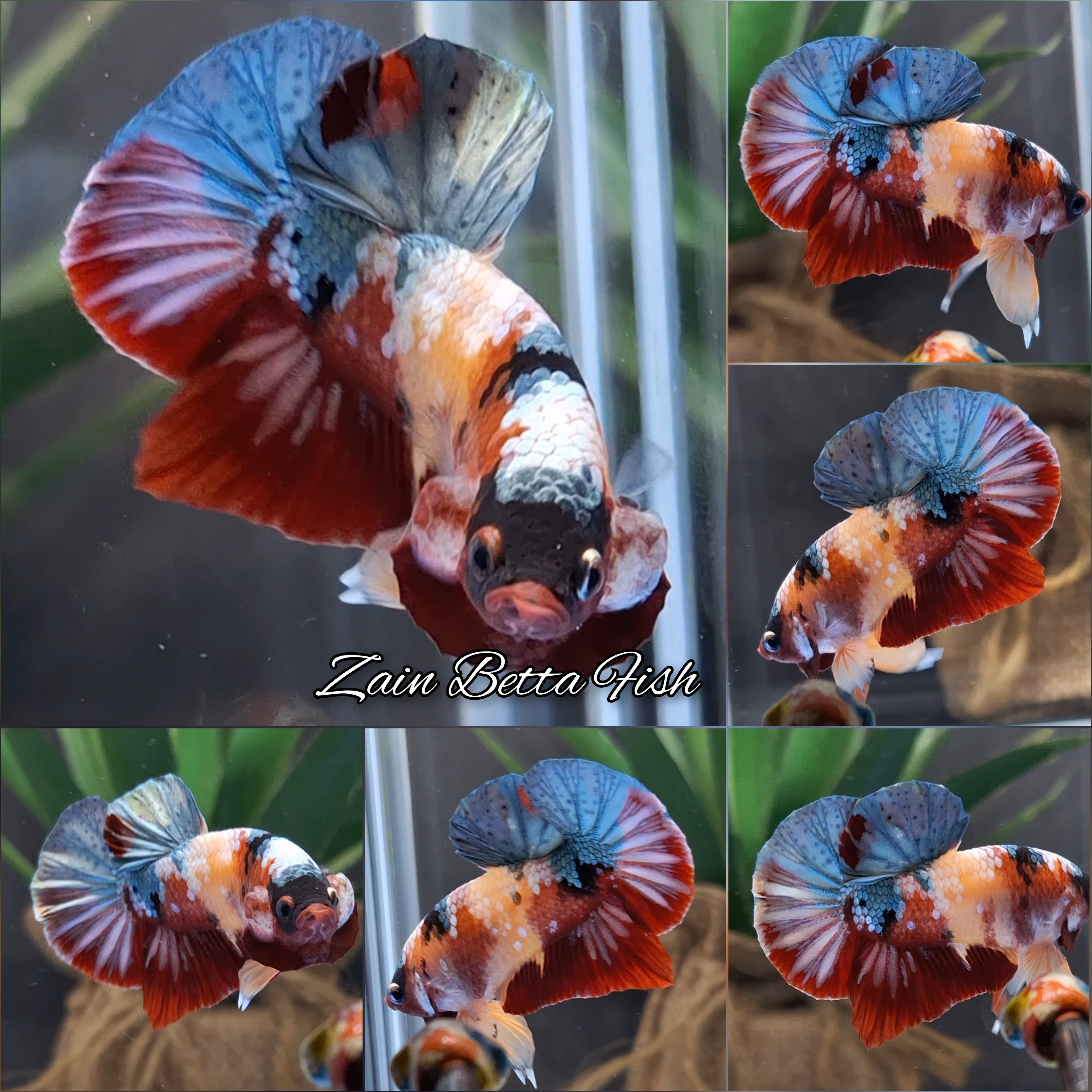 Candy Koi Copper HMPK Betta Fish Male