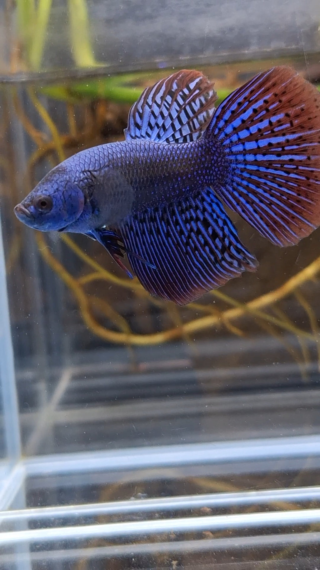Alien Long Fins Blue Delta Tail Rare Wild Betta Fish Male