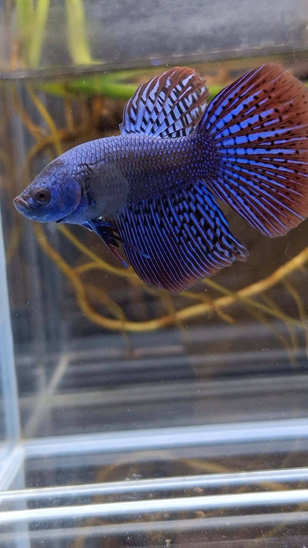 Alien Long Fins Blue Delta Tail Rare Wild Betta Fish Male