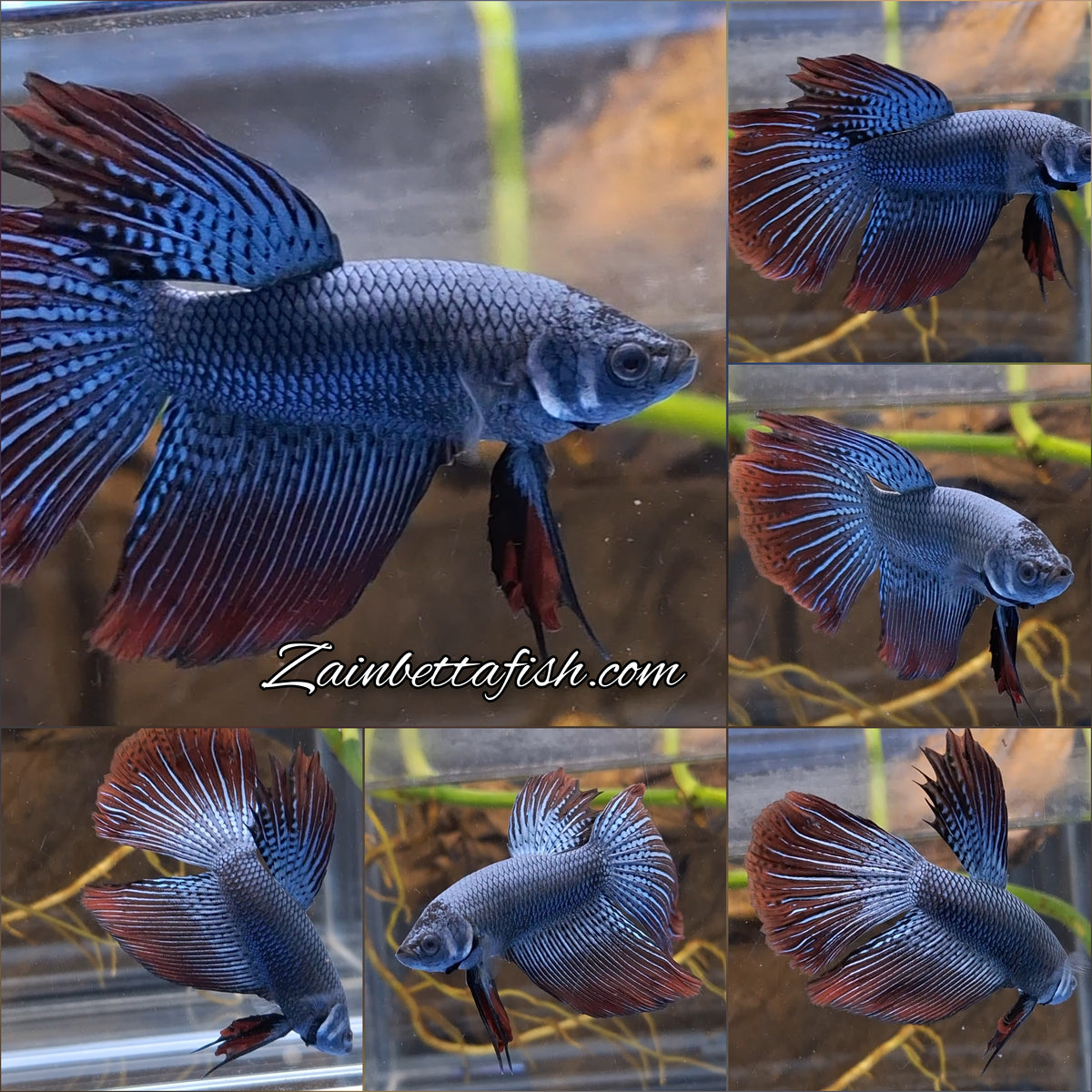 Alien Long Fins Steel Blue Delta Tail Rare Wild Betta Fish Male