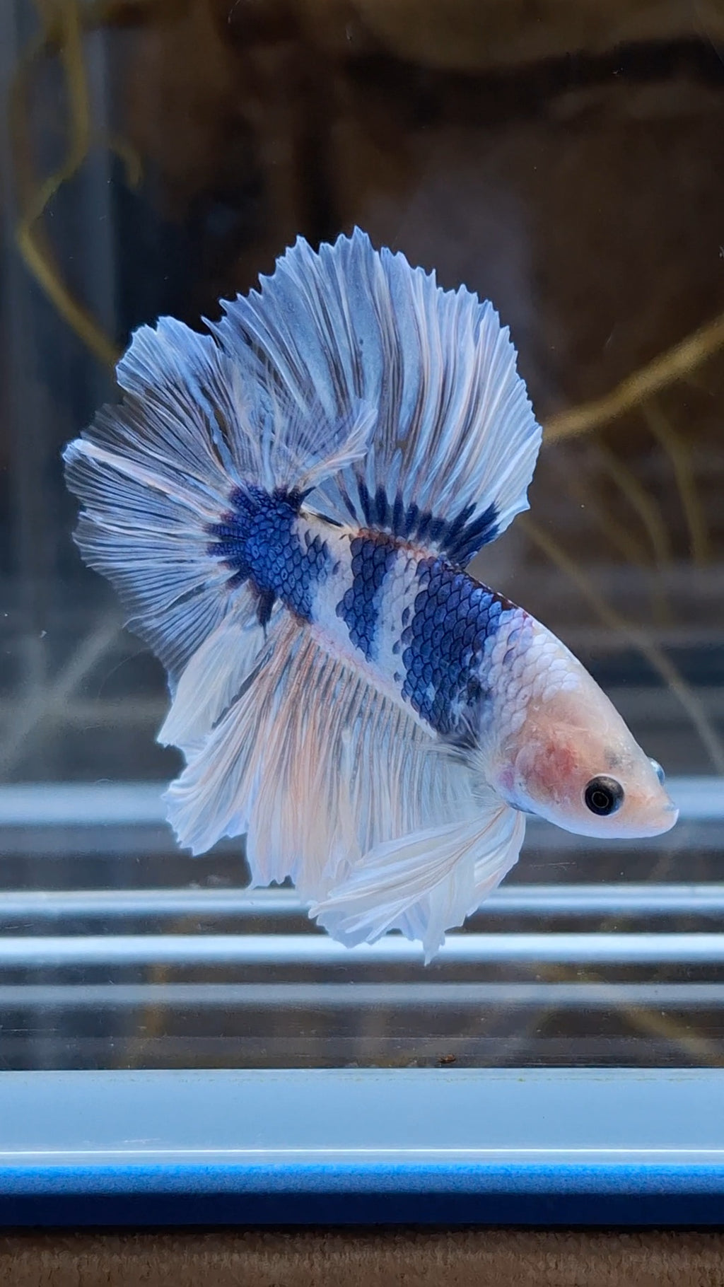 Halfmoon King Feathertail Monkay Face Fancy Rare Betta Fish Male