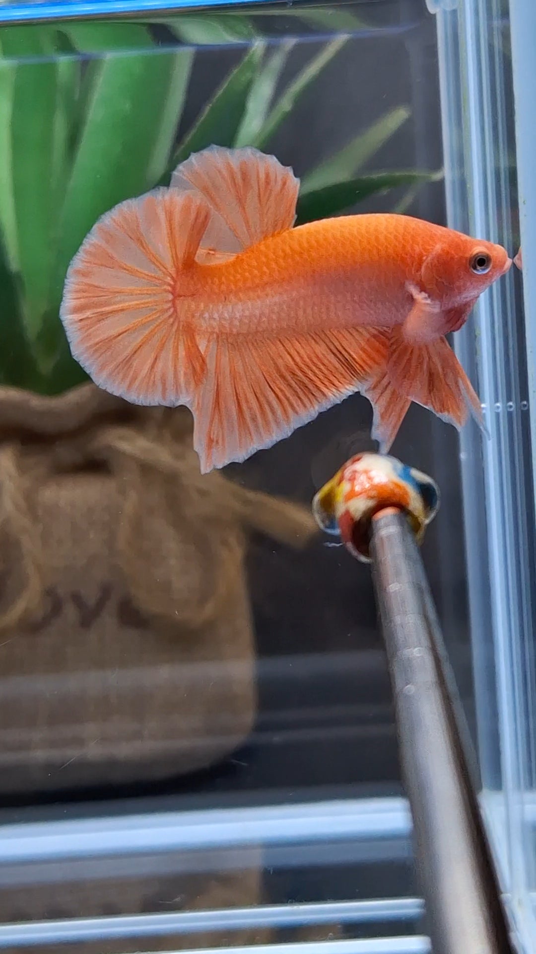 Orange Solid Premium Plakat HMPK Betta Fish Male