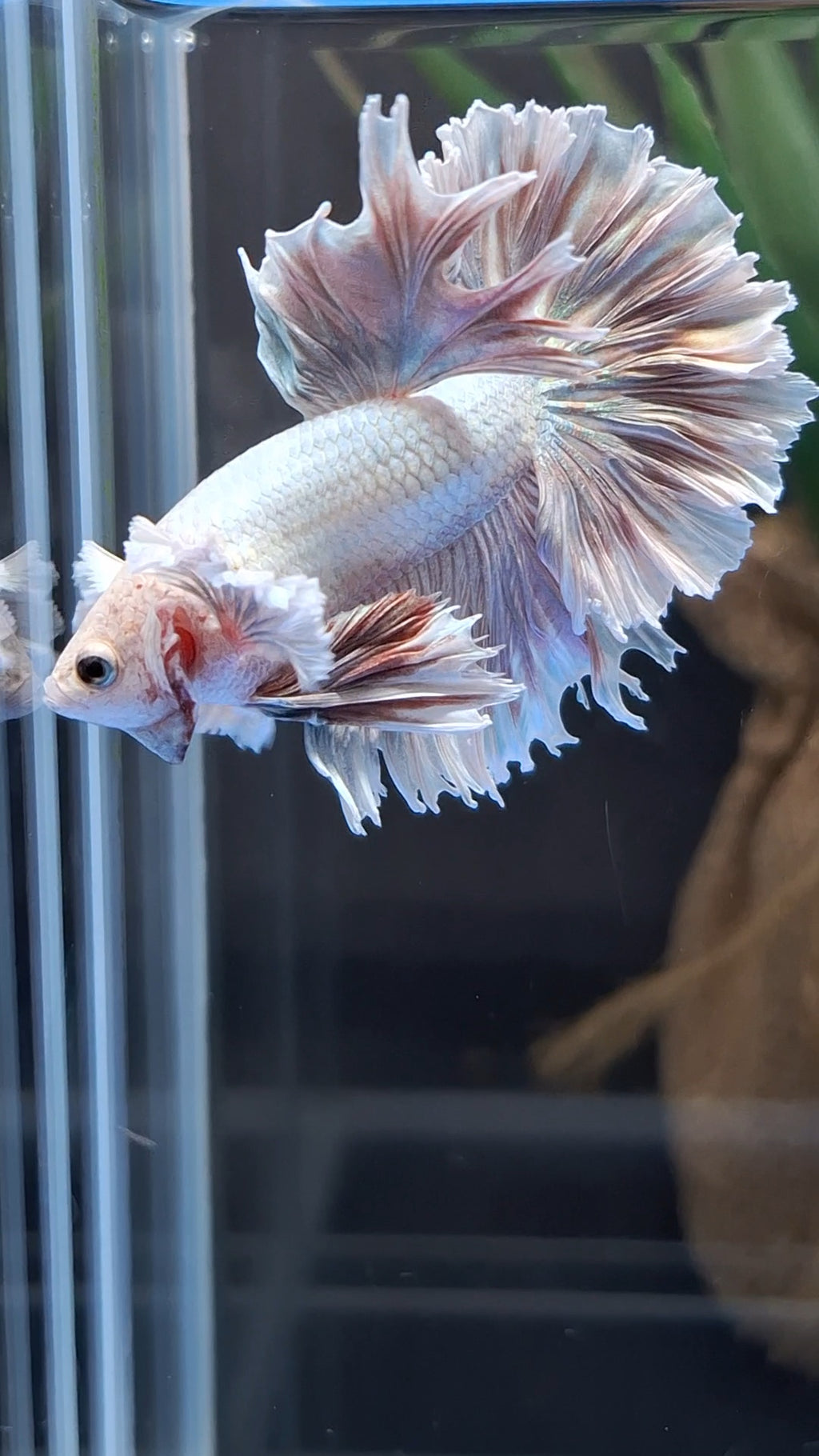 Halfmoon King Feathertail Dumbo Ear Dragon Rose Gold Aurora Rare Betta Fish Male
