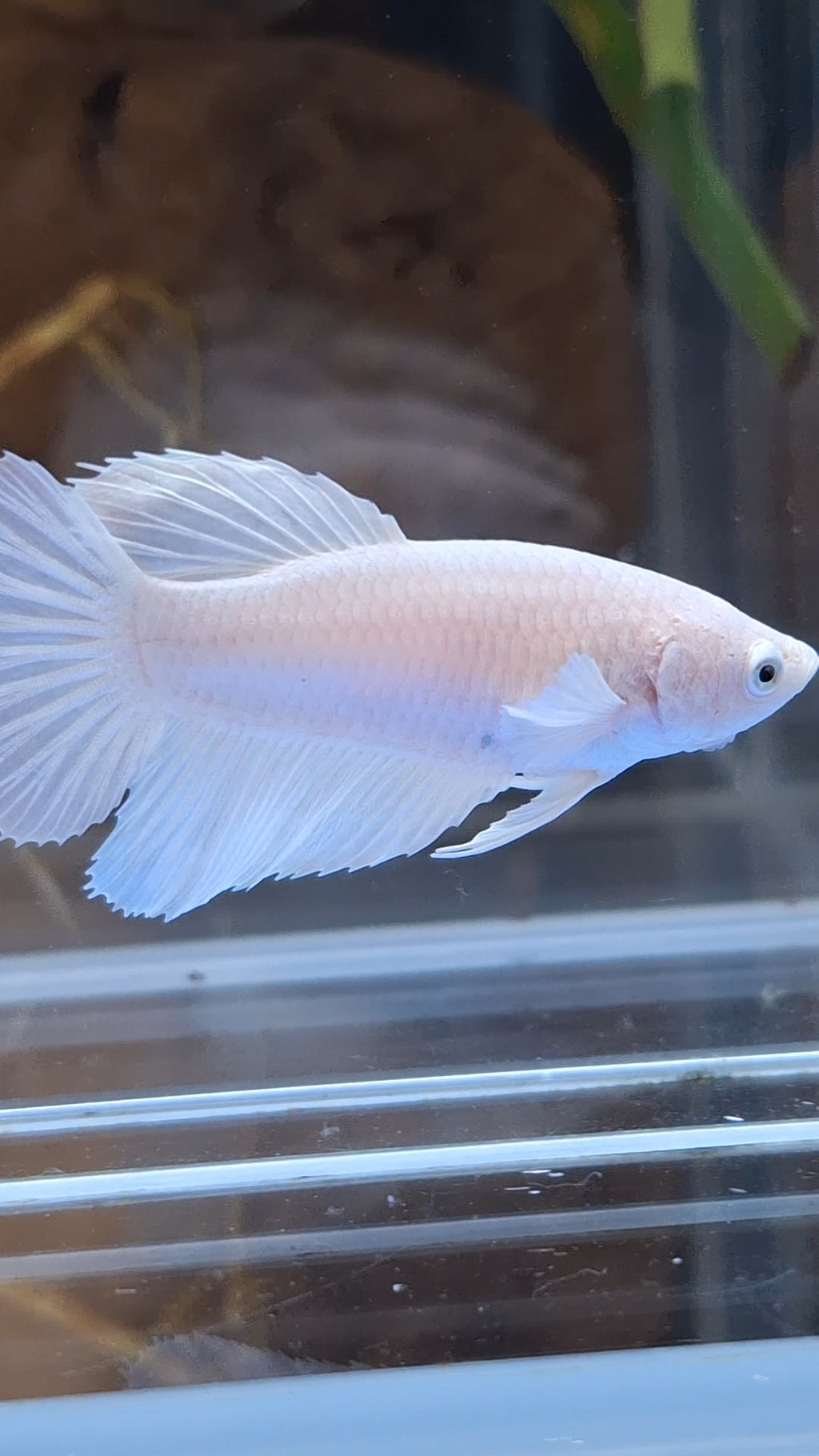 Halfmoon White Platinum Female Betta Fish For Sorority / Breed