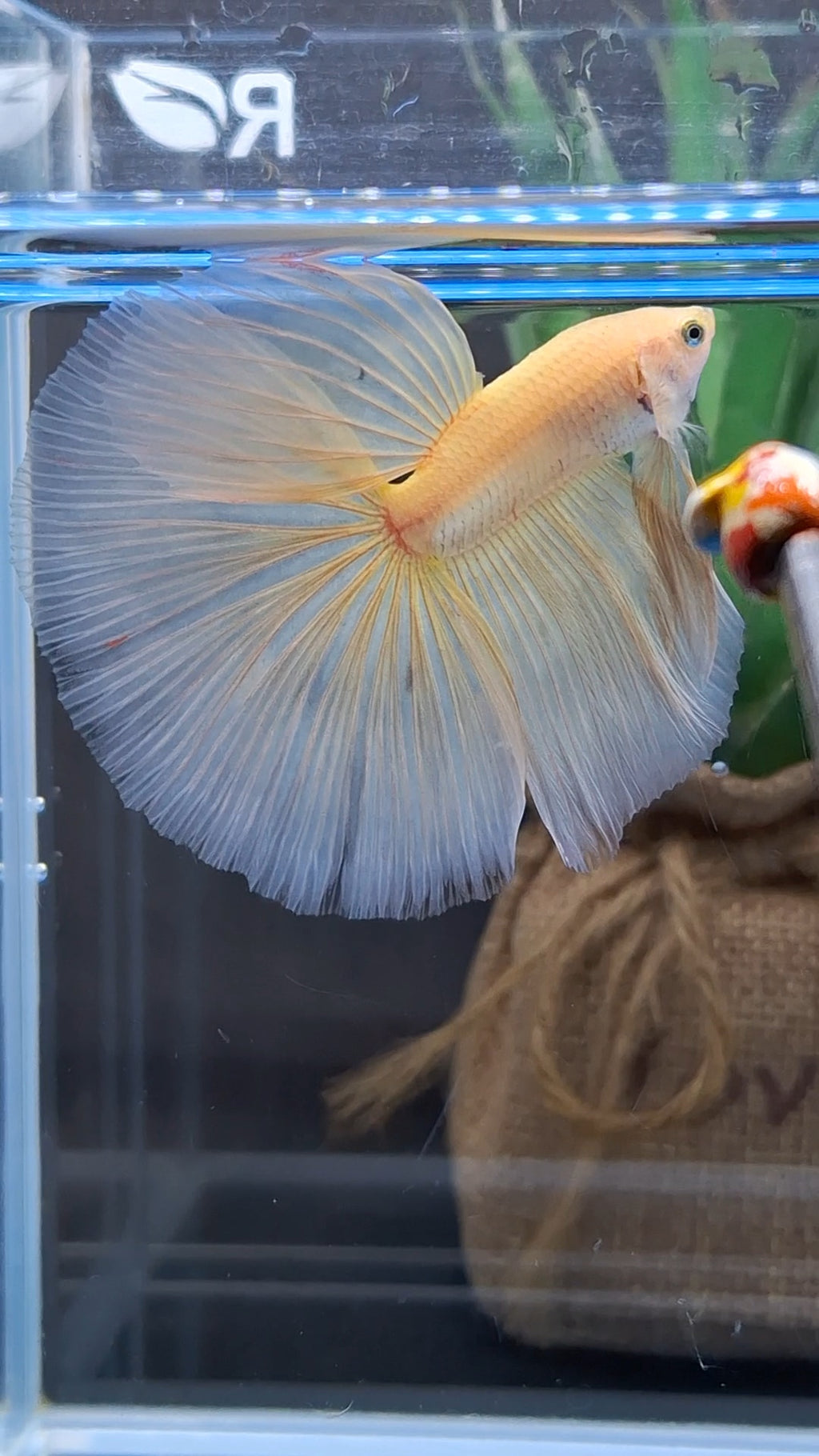 Over Halfmoon Yellow Solid Premium Betta Fish Male
