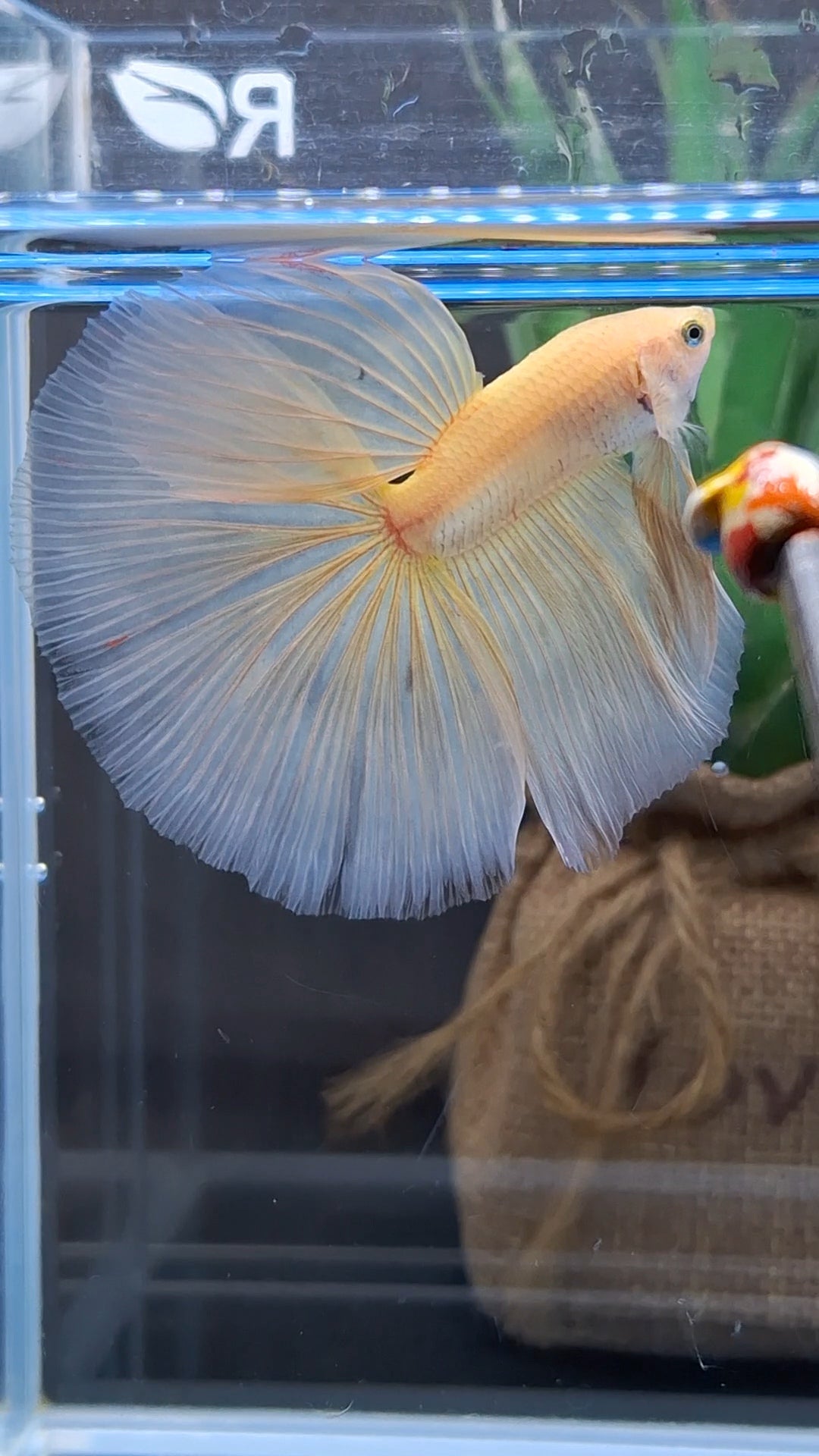 Over Halfmoon Yellow Solid Premium Betta Fish Male