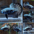 Samurai Plakat HMPK Betta Fish Male