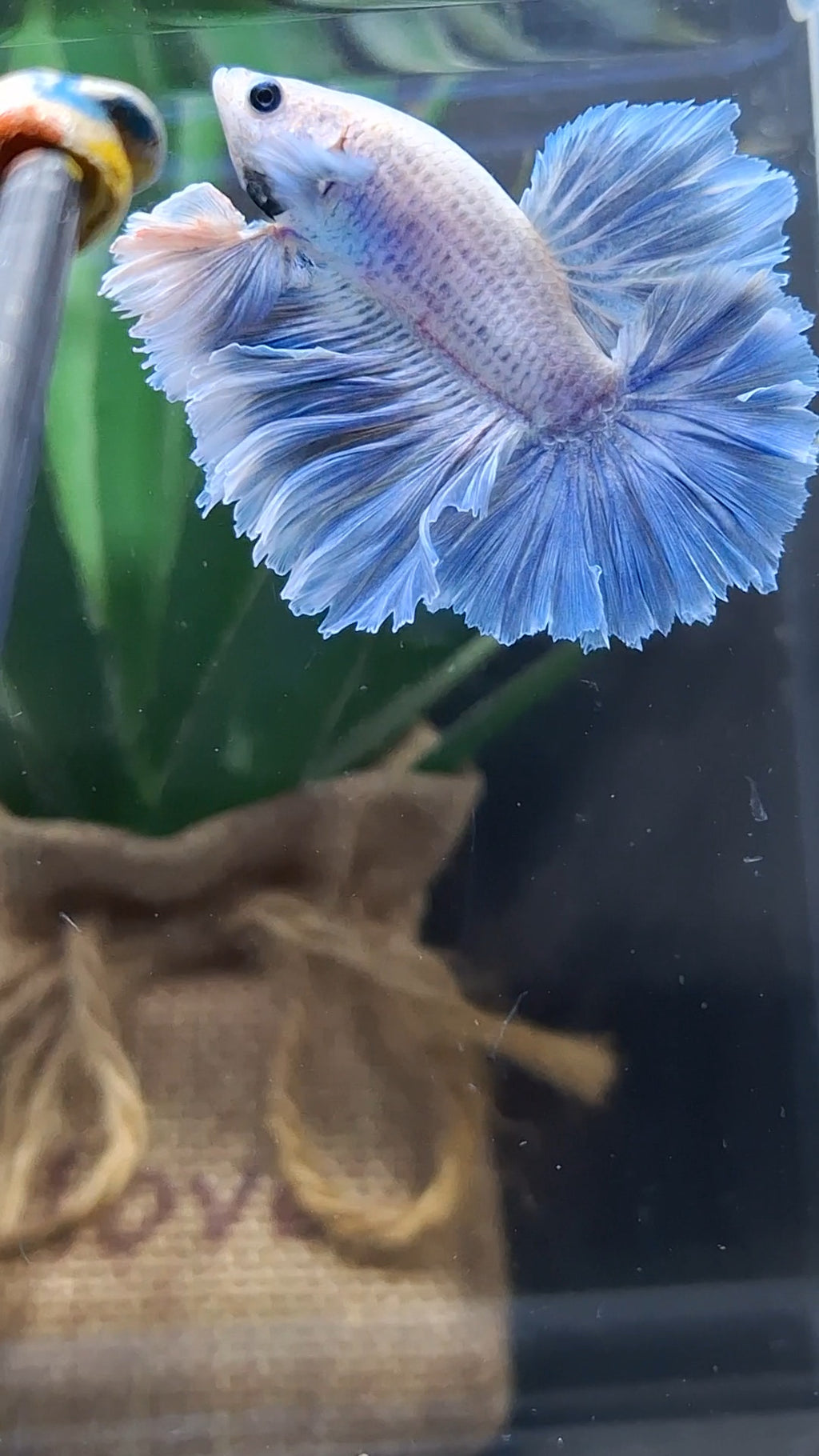 King Feathertail Grizzle Betta Fish Male
