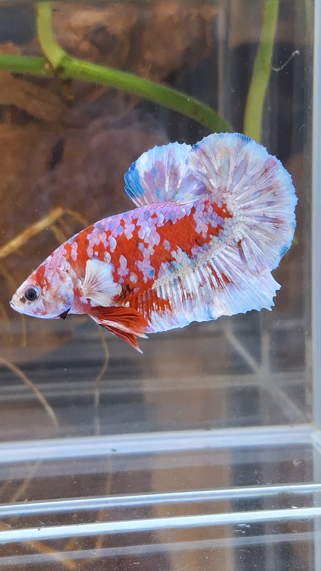 Barongsai Plakat HMPK Betta Fish Male