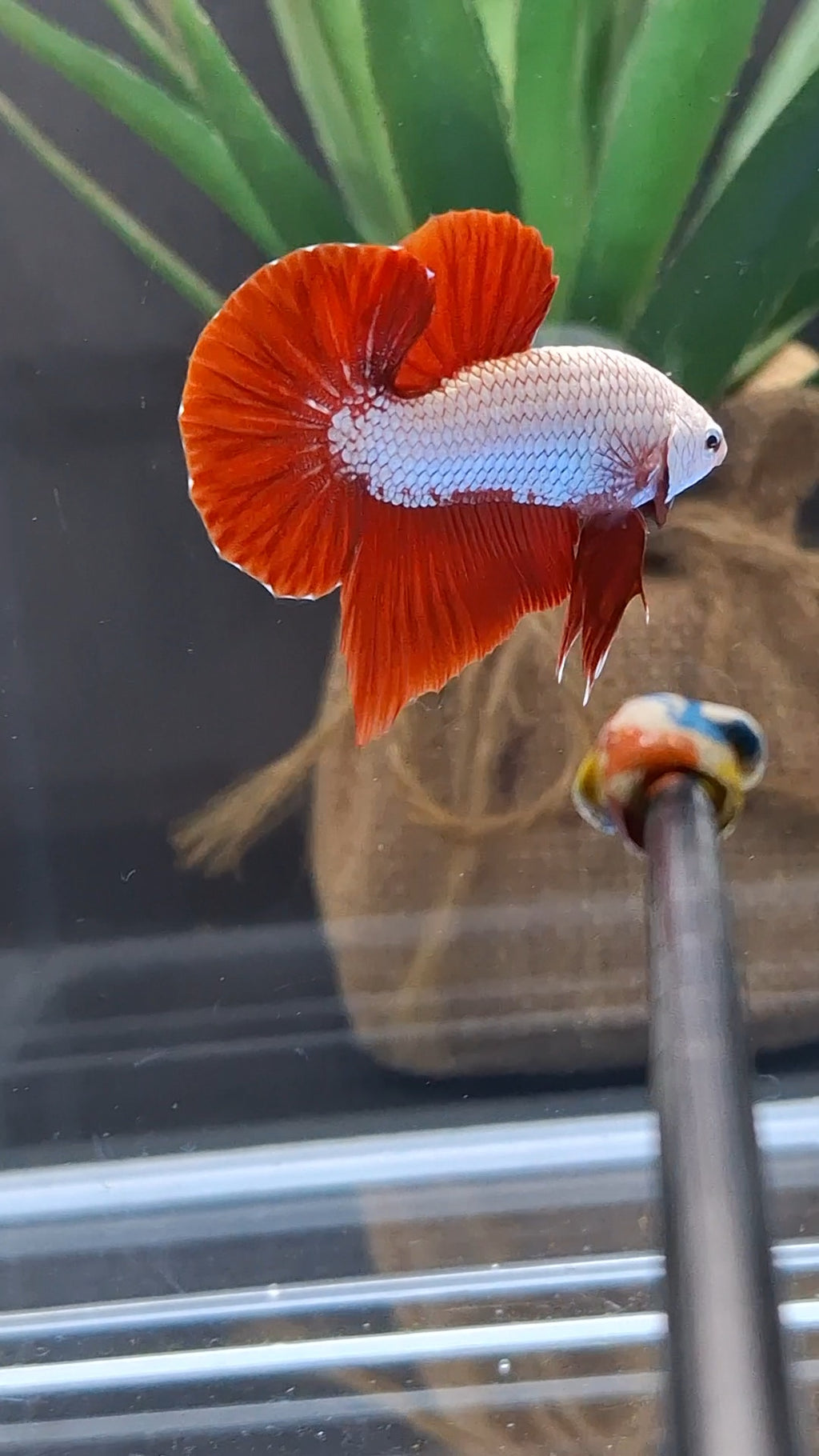Red Dragon Plakat HMPK Betta Fish Male