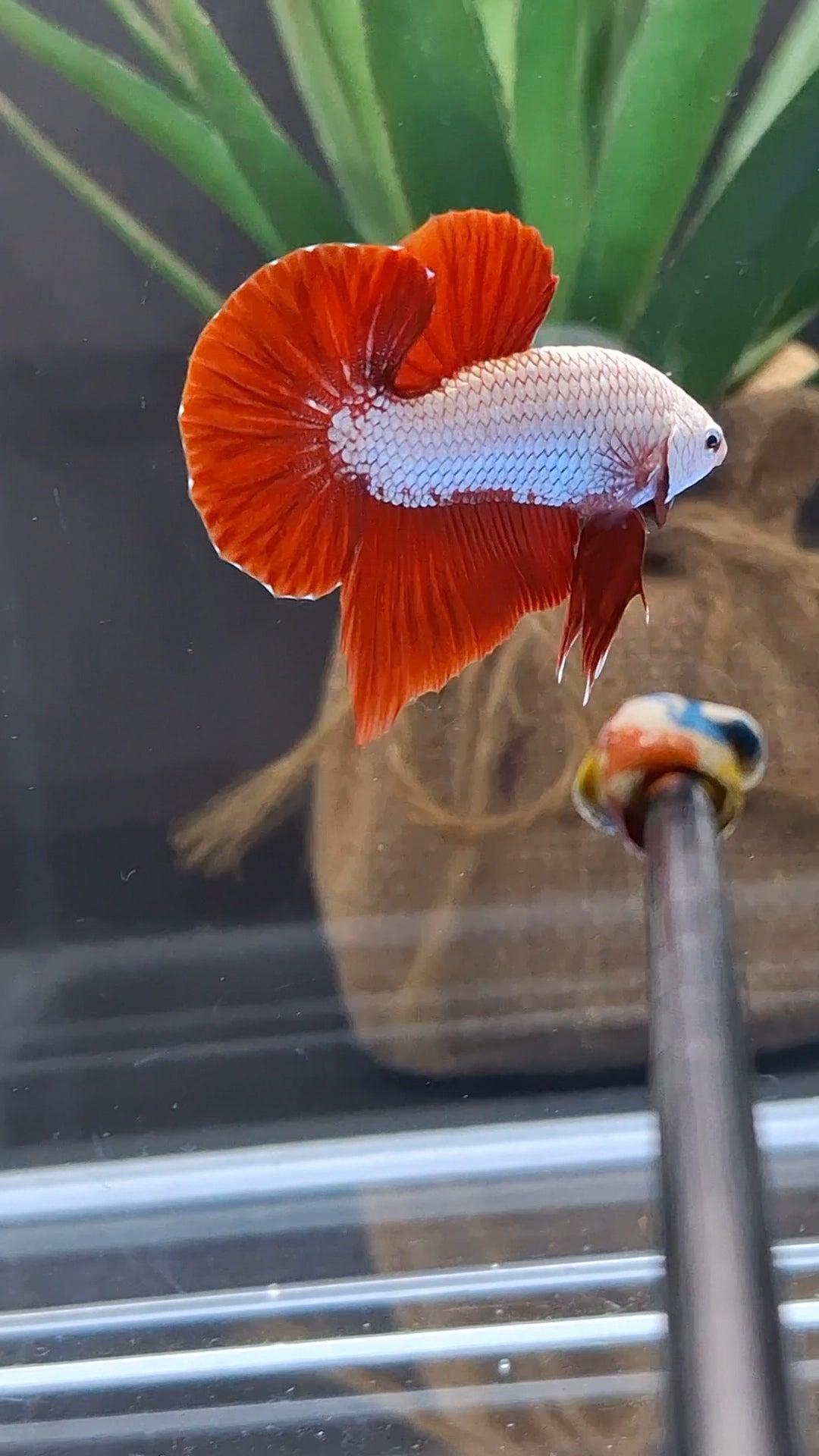 Red Dragon Plakat HMPK Betta Fish Male