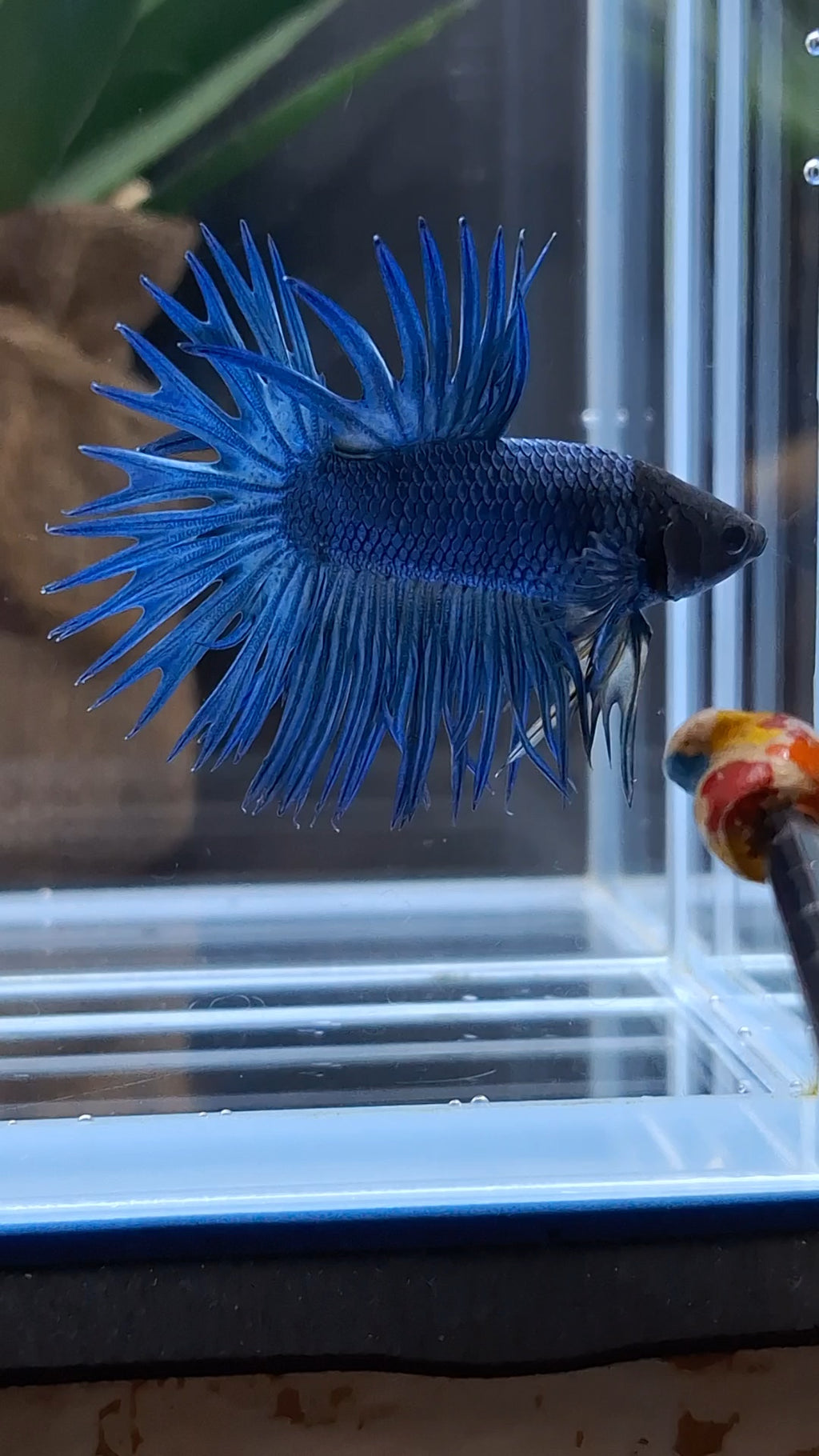 Crowntail Blue Betta Fish Male