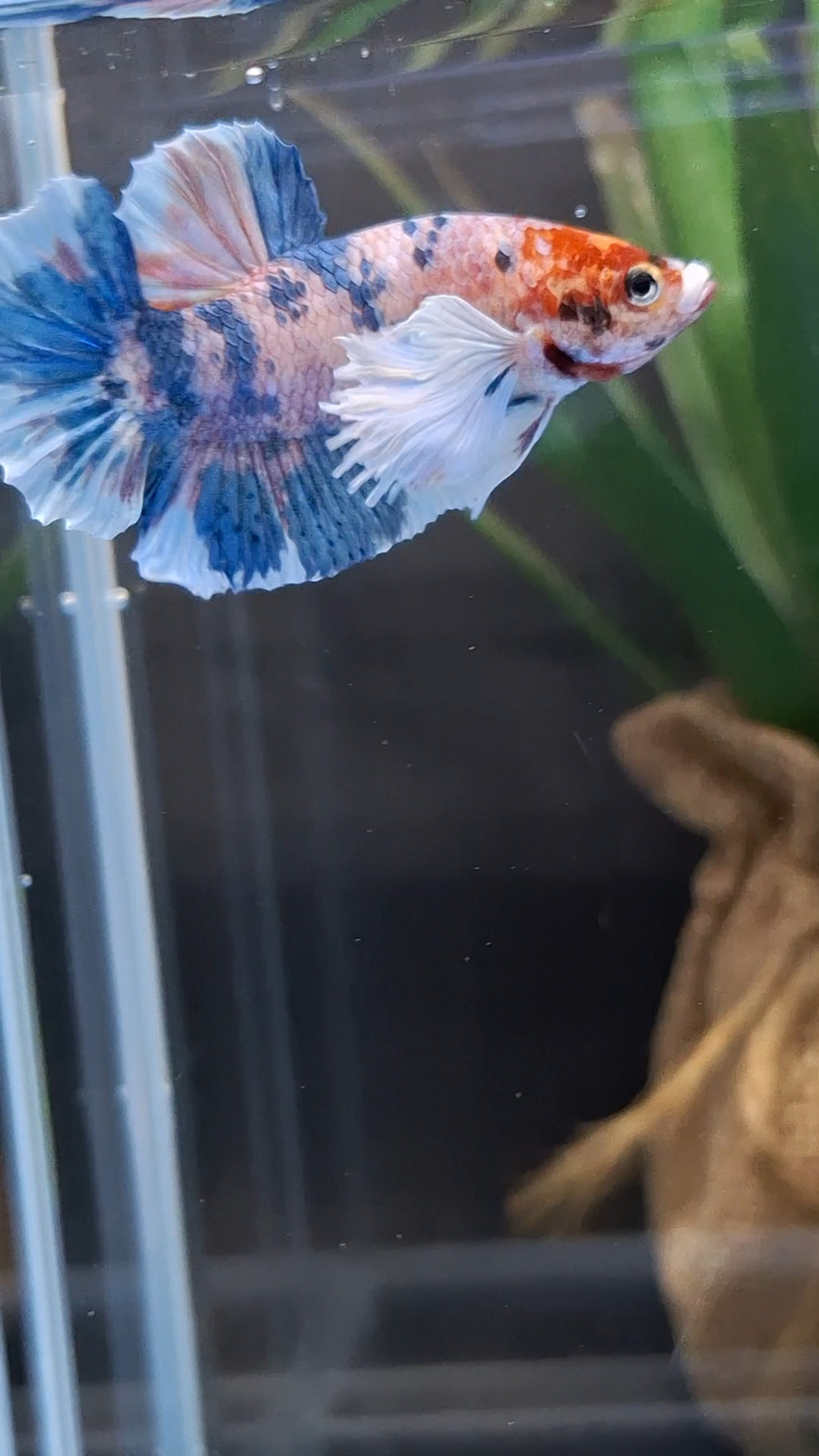Dumbo Ear Candy Multicolor Plakat HMPK Betta Fish Male