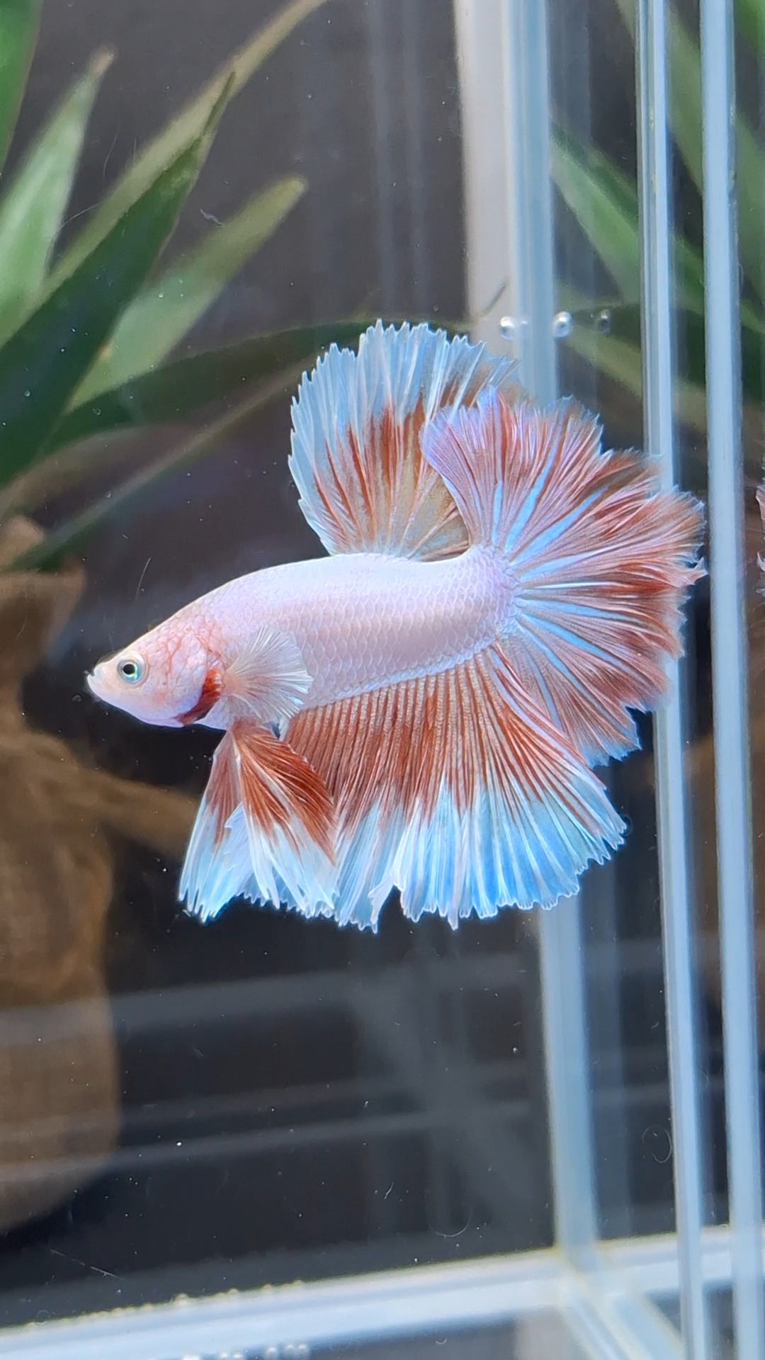Halfmoon Feathertail Pink Aurora Betta Fish Male