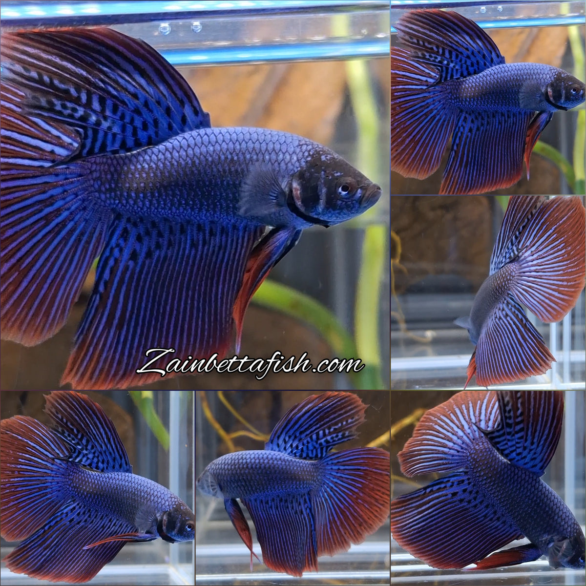 Alien Long Fins Blue Big Delta Tail Rare Wild Betta Fish Male