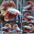 Halfmoon Rosetail Dragon Rose Gold Betta Fish Male