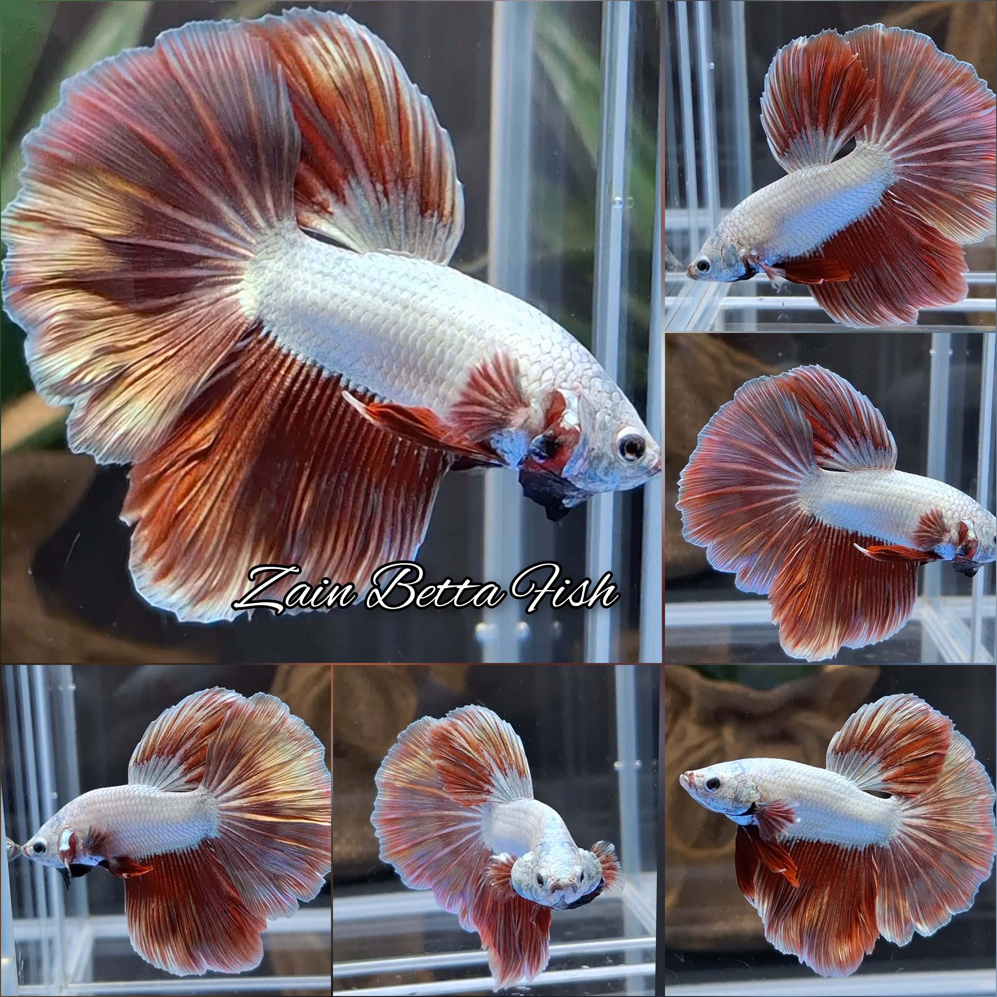 Halfmoon Rosetail Dragon Rose Gold Betta Fish Male