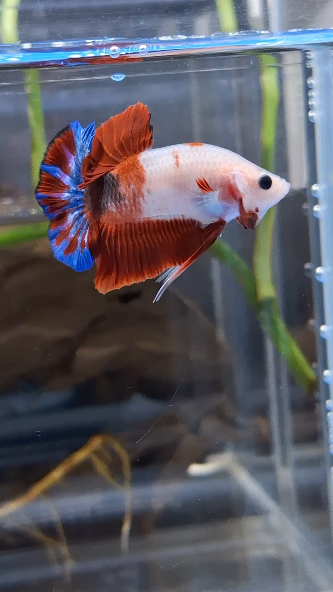 Unique Color AOC Rare Plakat HMPK Betta Fish Male