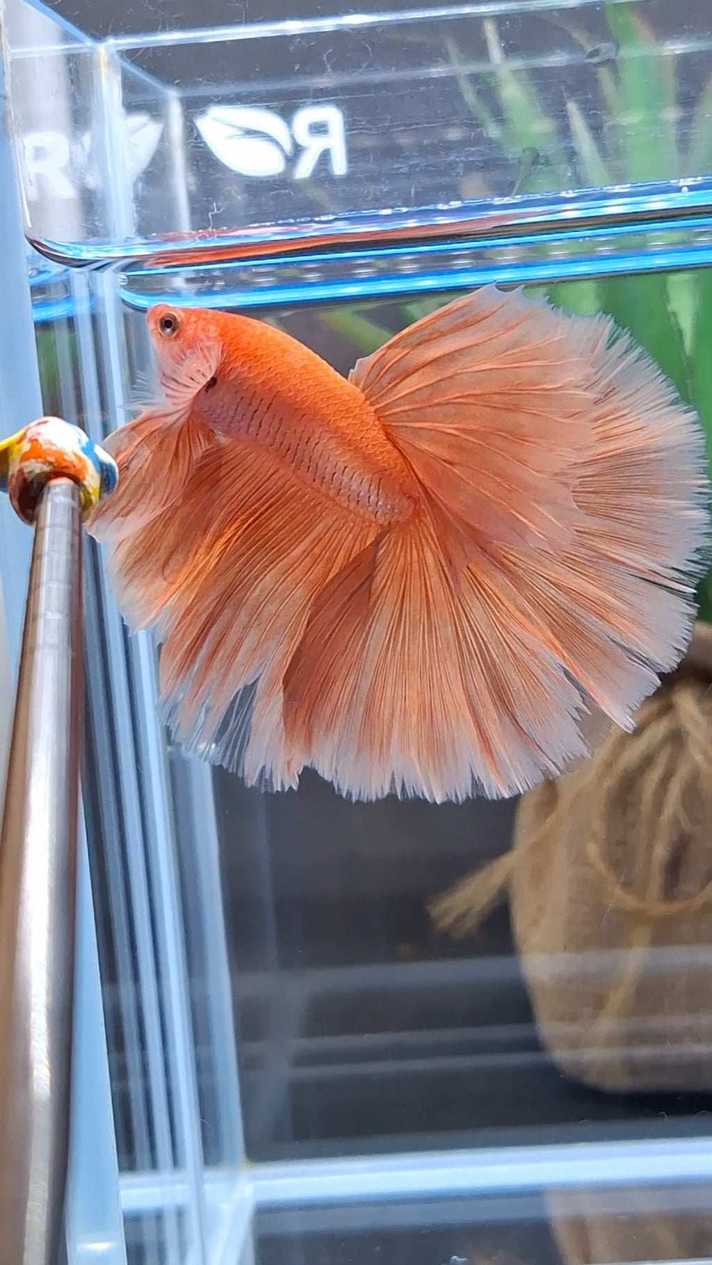Over Halfmoon Orange Solid Premium Betta Fish Male