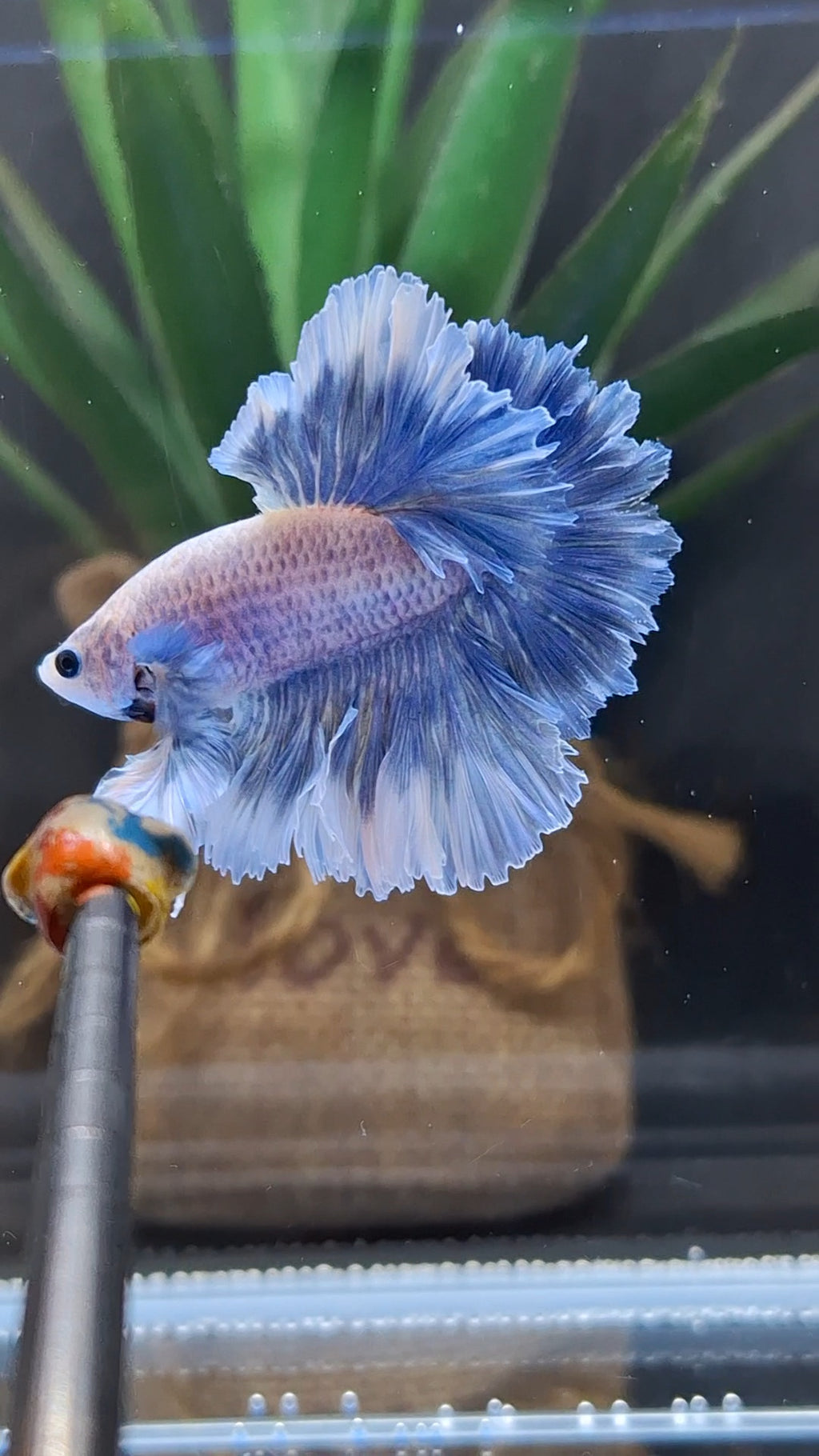 King Feathertail Grizzle Butterfly Betta Fish Male