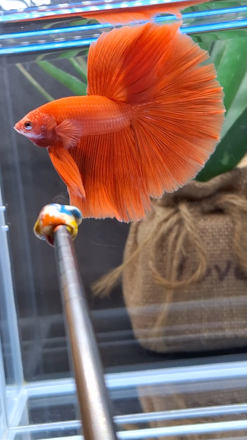 Over Halfmoon Red Solid Premium Betta Fish Male