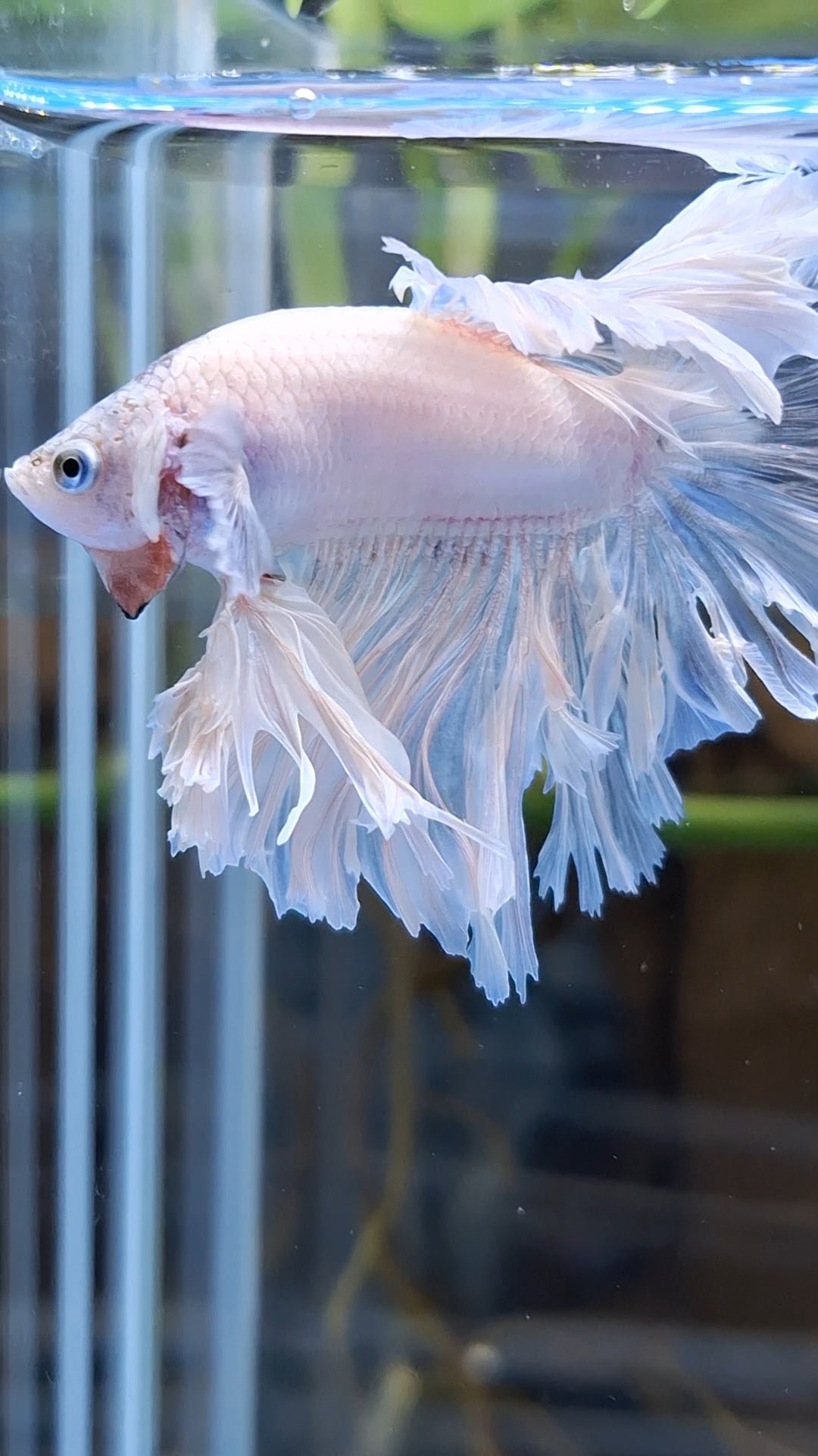 King Feathertail Betta Fish Male
