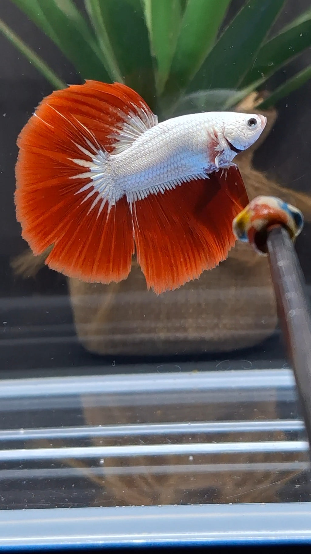 Halfmoon Red Dragon Betta Fish Male