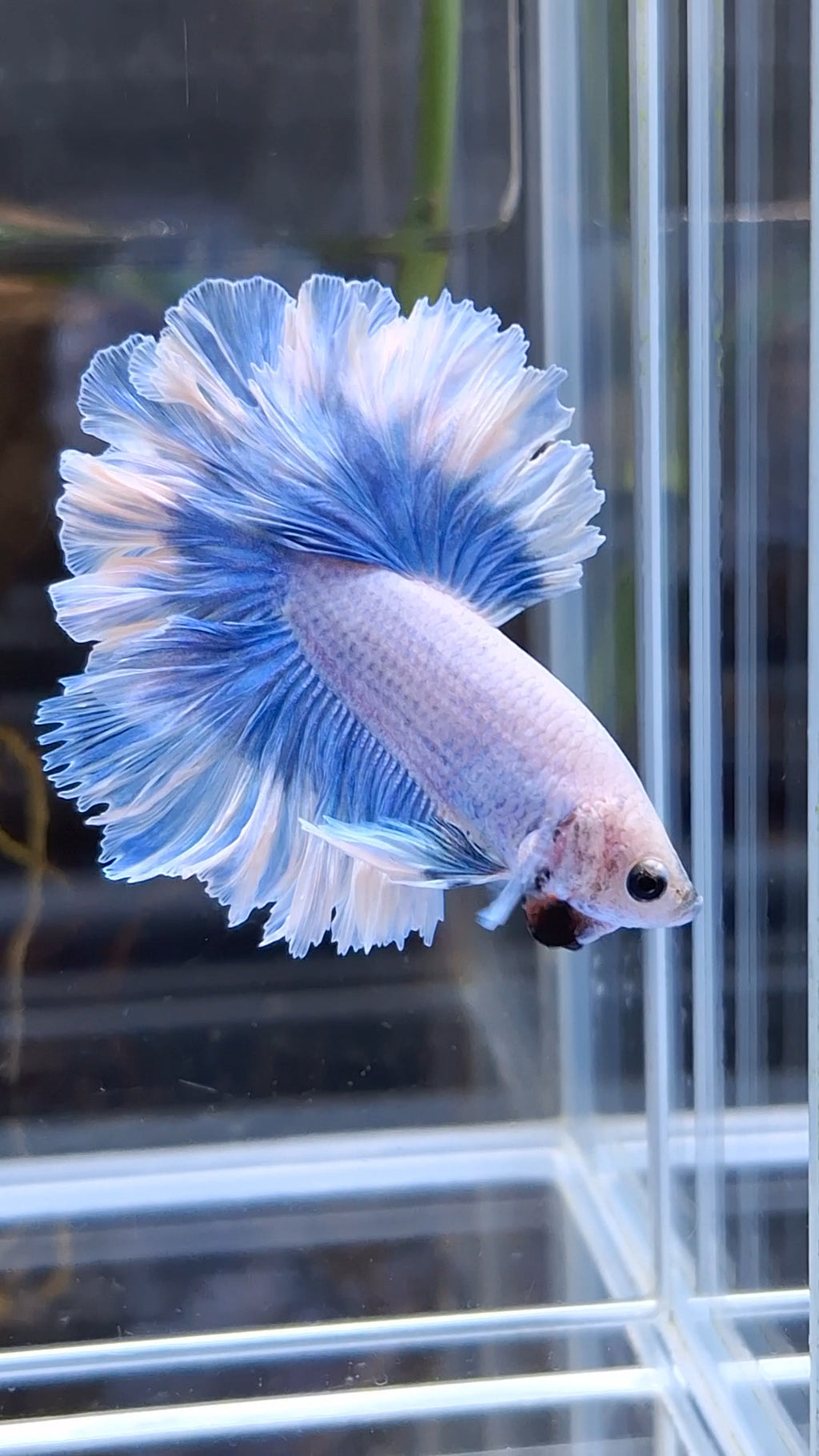King Feathertail Halfmoon Grizzle Butterfly Premium Rare Betta Fish Male