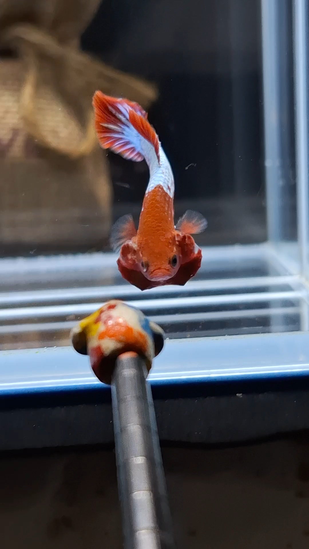 Red Fancy Copper FCCP Startail Plakat HMPK Betta Fish Male