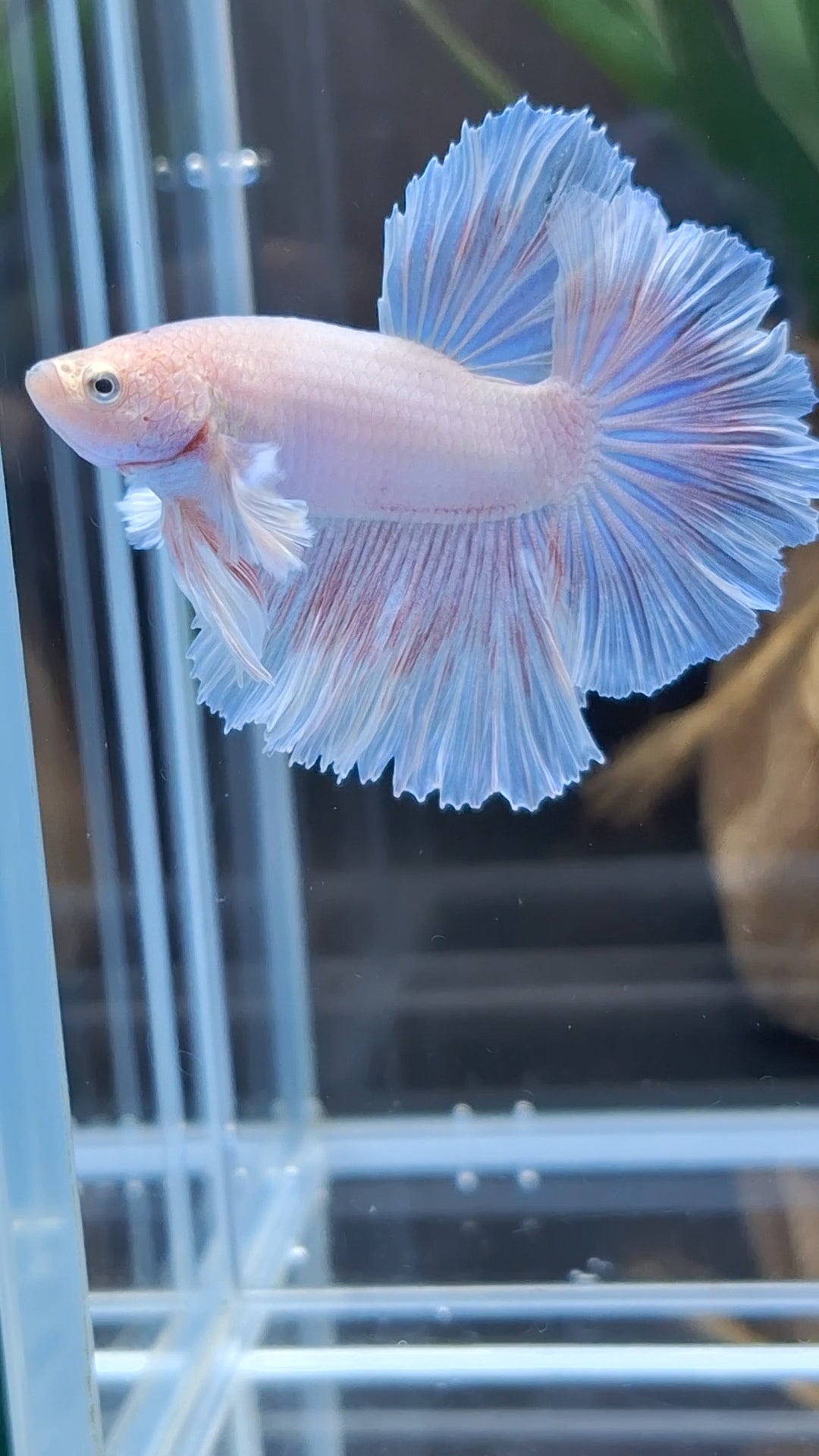 Halfmoon Feathertail Pink Dumbo Ear Sweet Color Betta Fish Male