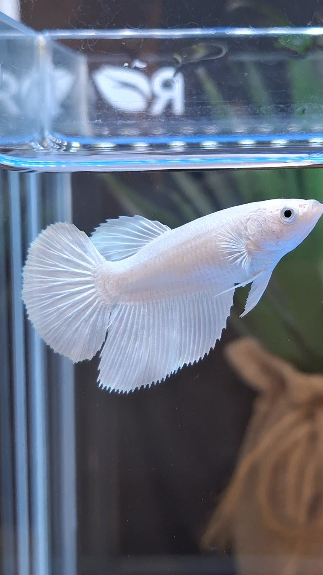 Halfmoon White Platinum Female Betta Fish For Sorority and Breed