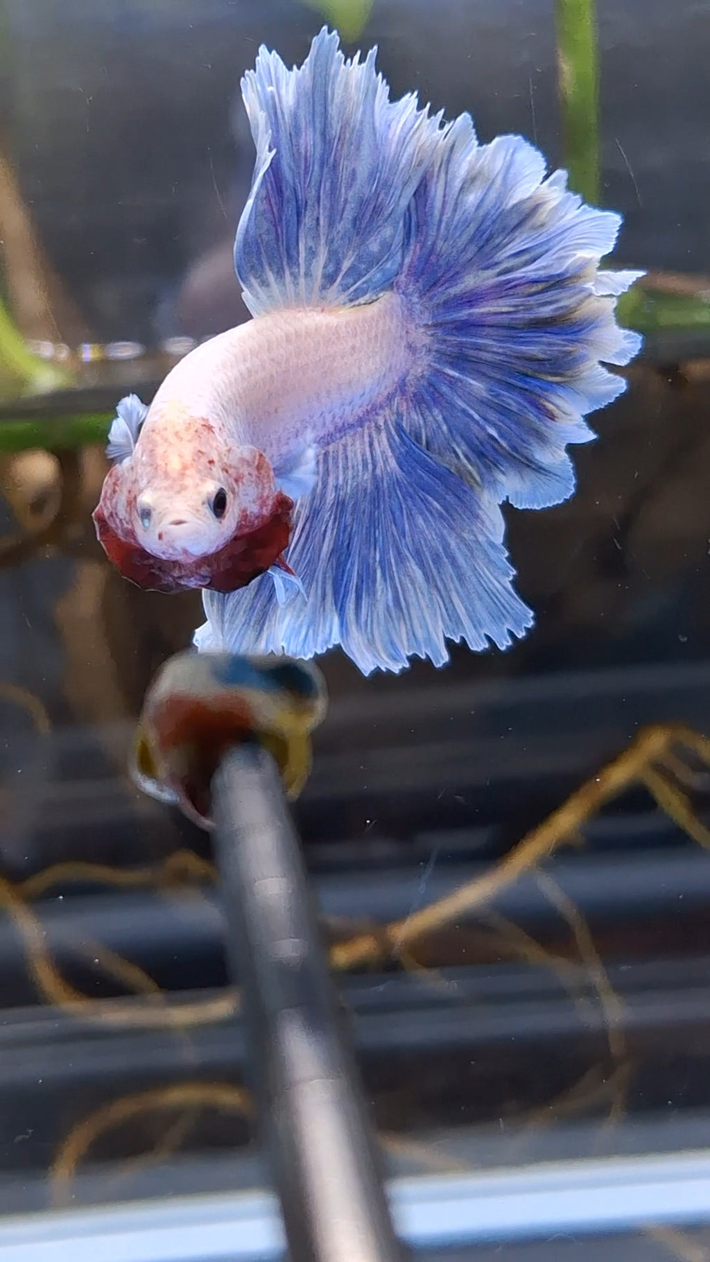 Halfmoon Feathertail Blue Sky Purple Wash Betta Fish Male