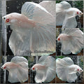 OHM Halfmoon White Platinum Opaque Betta Fish Male