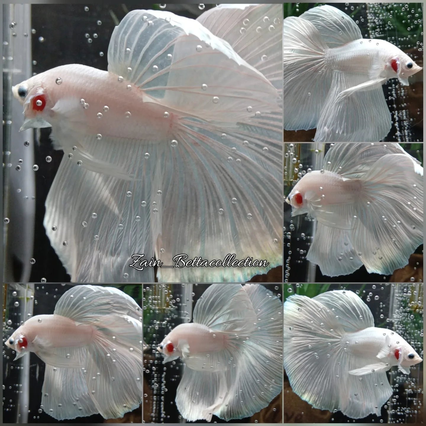 OHM Halfmoon White Platinum Opaque Betta Fish Male